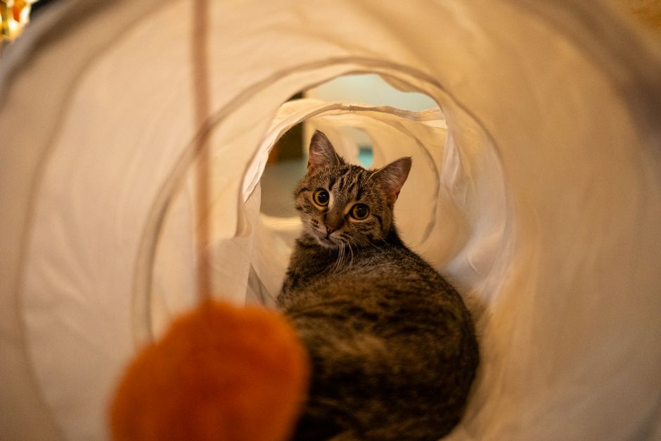 A curious tabby cat peers out from a plush tunnel, embodying the essence of playfulness and comfort.