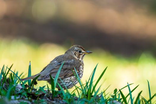 Close-up of a song thrush standing on grass, showcasing its detailed plumage in a natural setting.