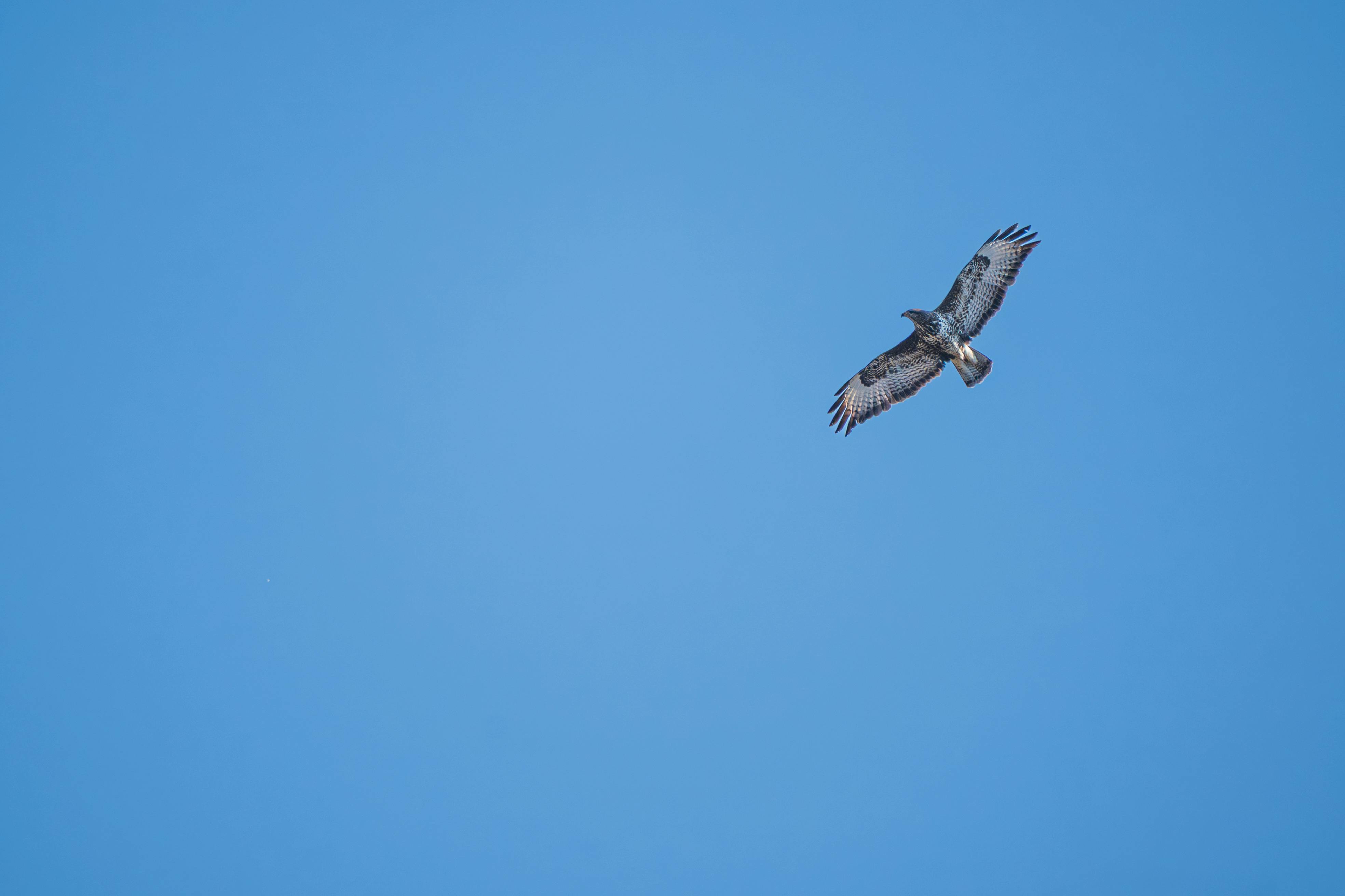bezplatná Základová fotografie zdarma na téma buteo, čisté nebe, denní světlo Základová fotografie