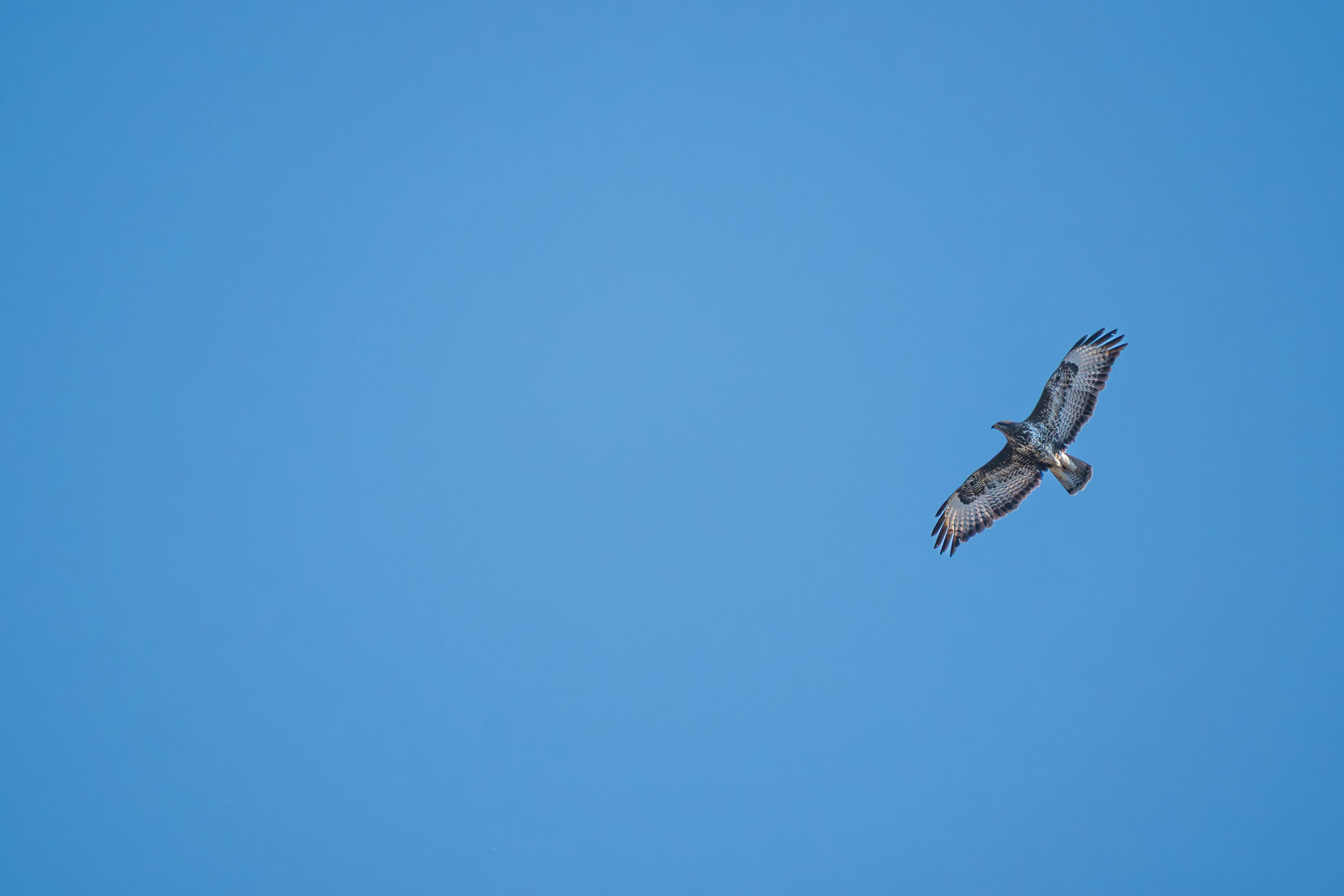 Zadarmo Fotobanka s bezplatnými fotkami na tému denné svetlo, divočina, do neba Fotka z fotobanky