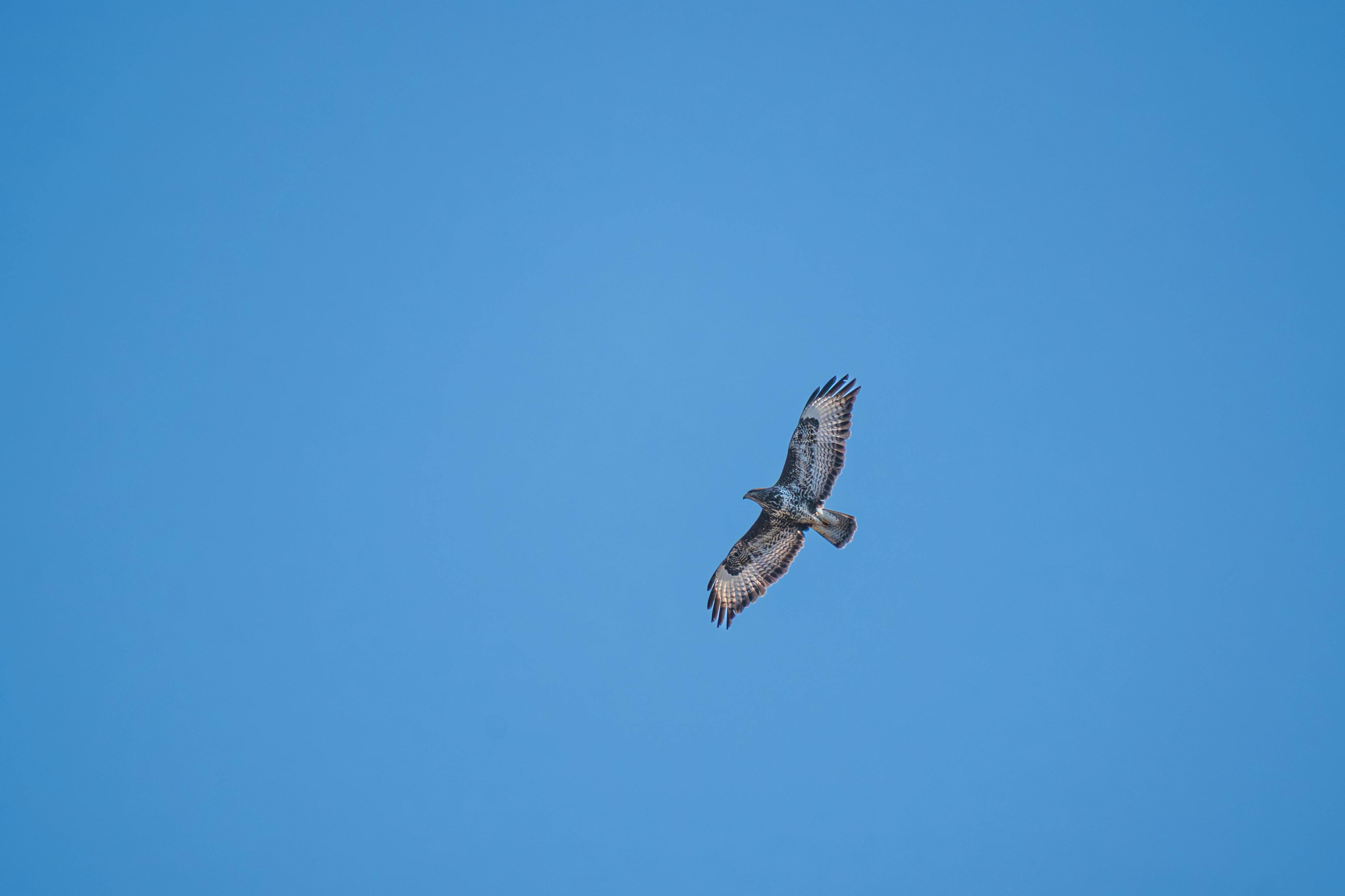 ingyenes Egy magányos sólyom kecsesen száll a tiszta kék ég hátterében, megragadva a szabadság lényegét. Stockfotó