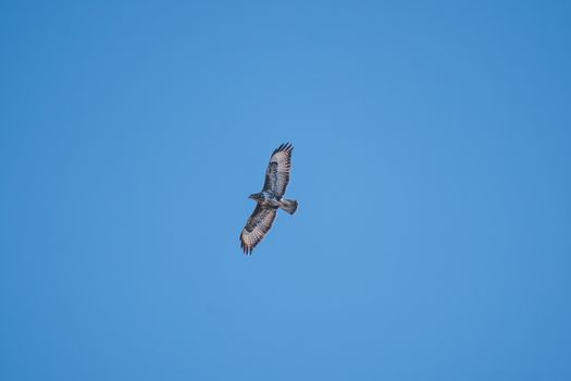 eagle photo