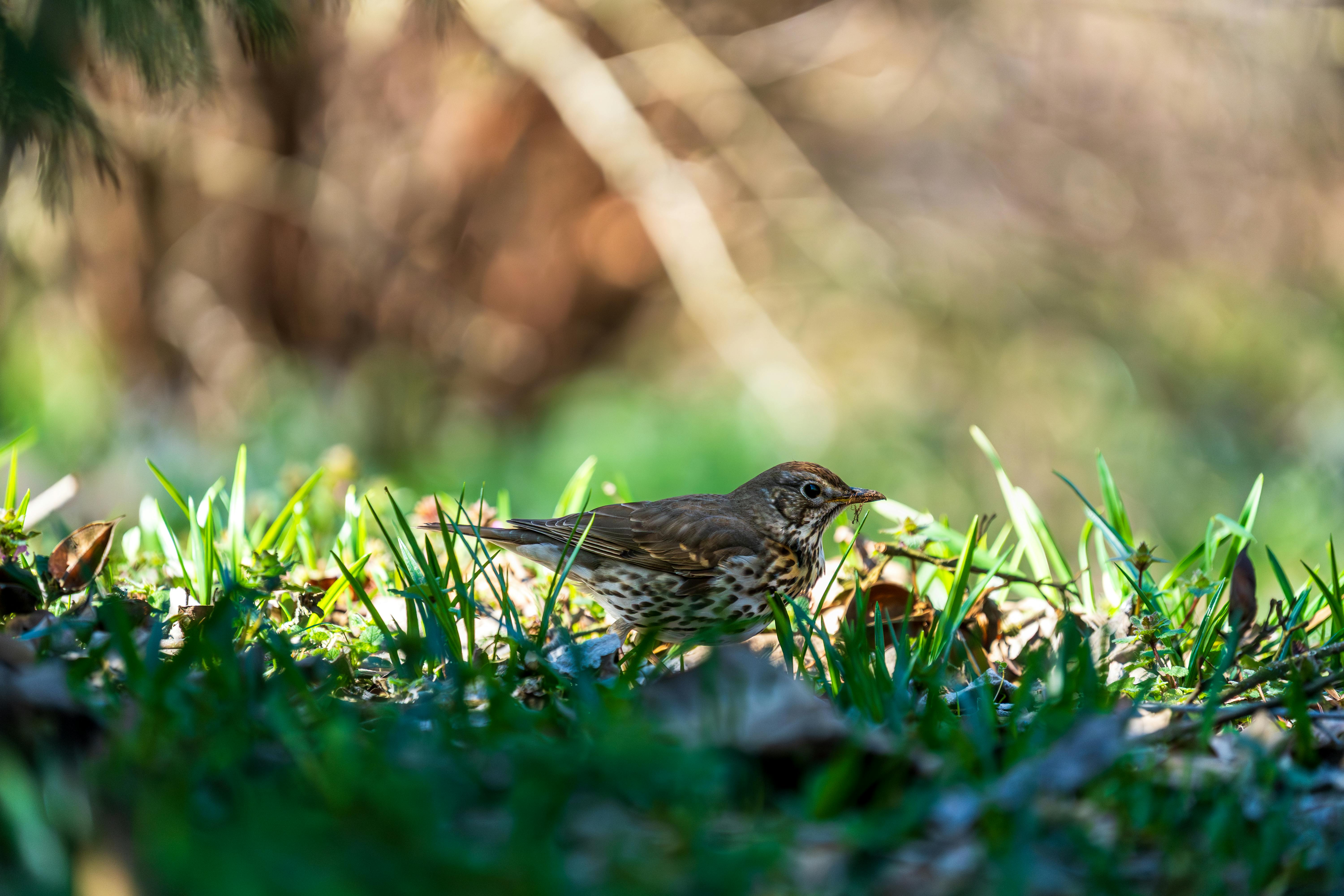 무료 봄철 햇살이 비치는 숲 속에서 풀을 뜯어 먹는 지빠귀. 스톡 사진