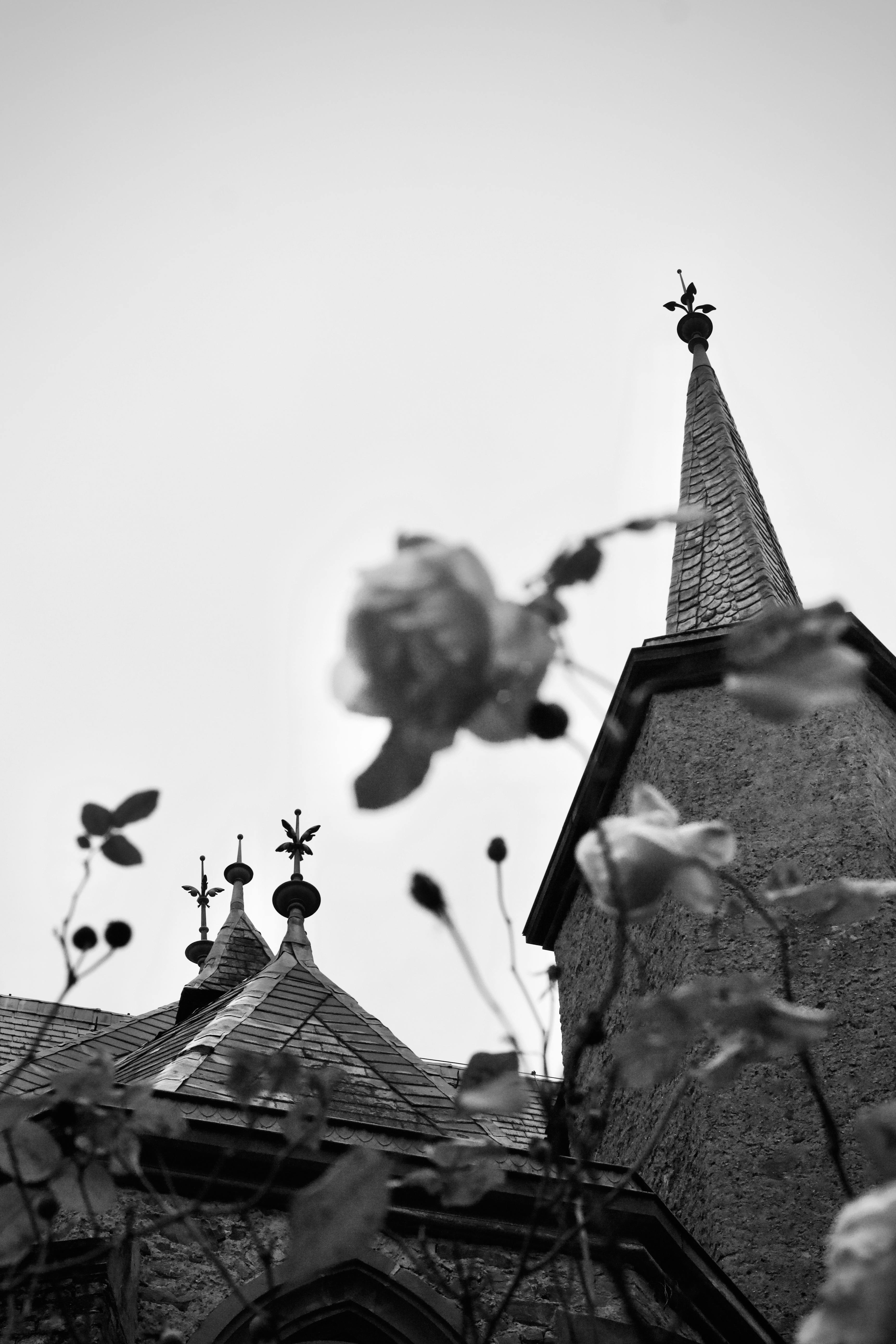 Free A dramatic black and white image of gothic architecture with roses in the foreground. Stock Photo