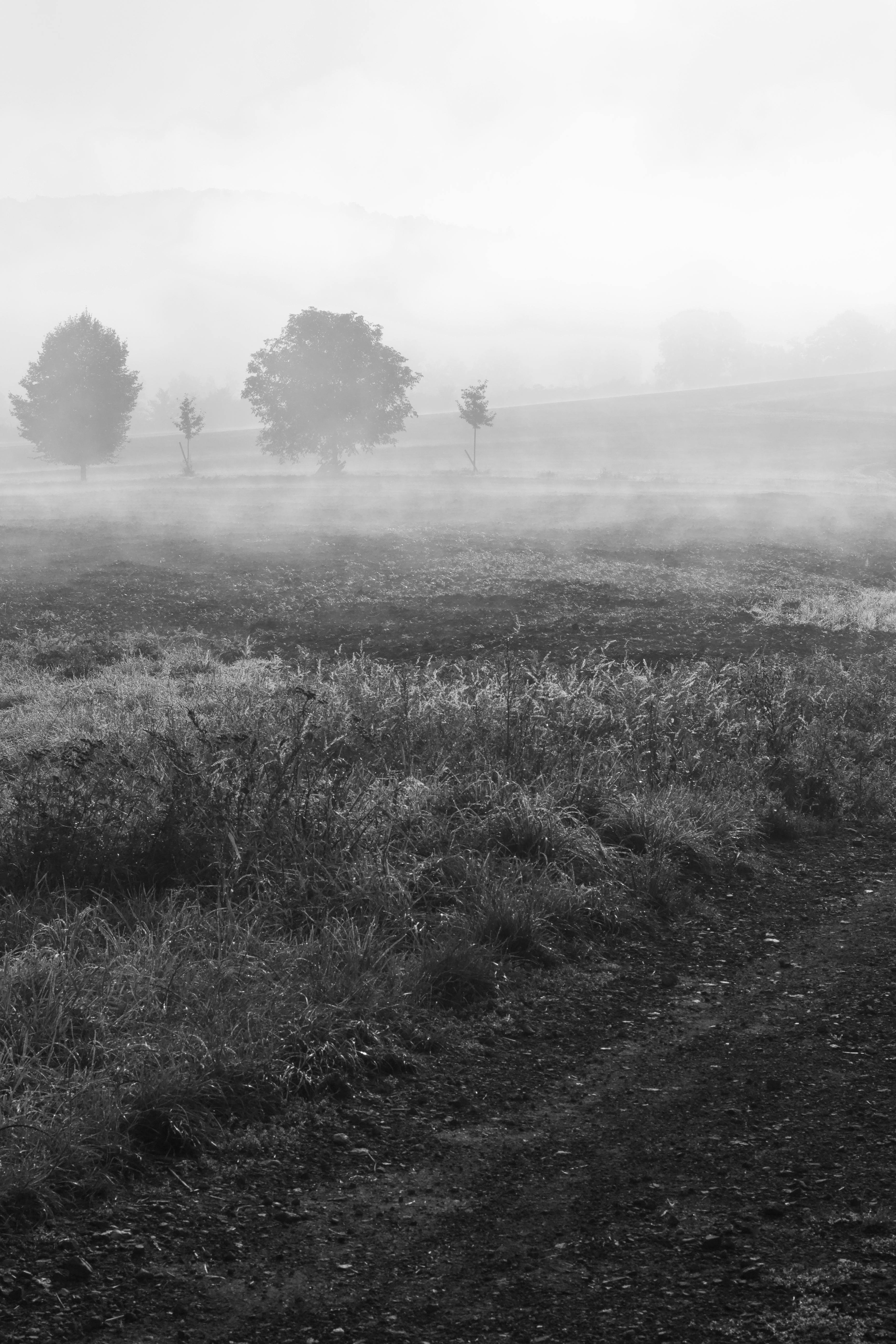 Gratuit Imagine de stoc gratuită din acoperit de nori, alb-negru, arbore Fotografie de stoc