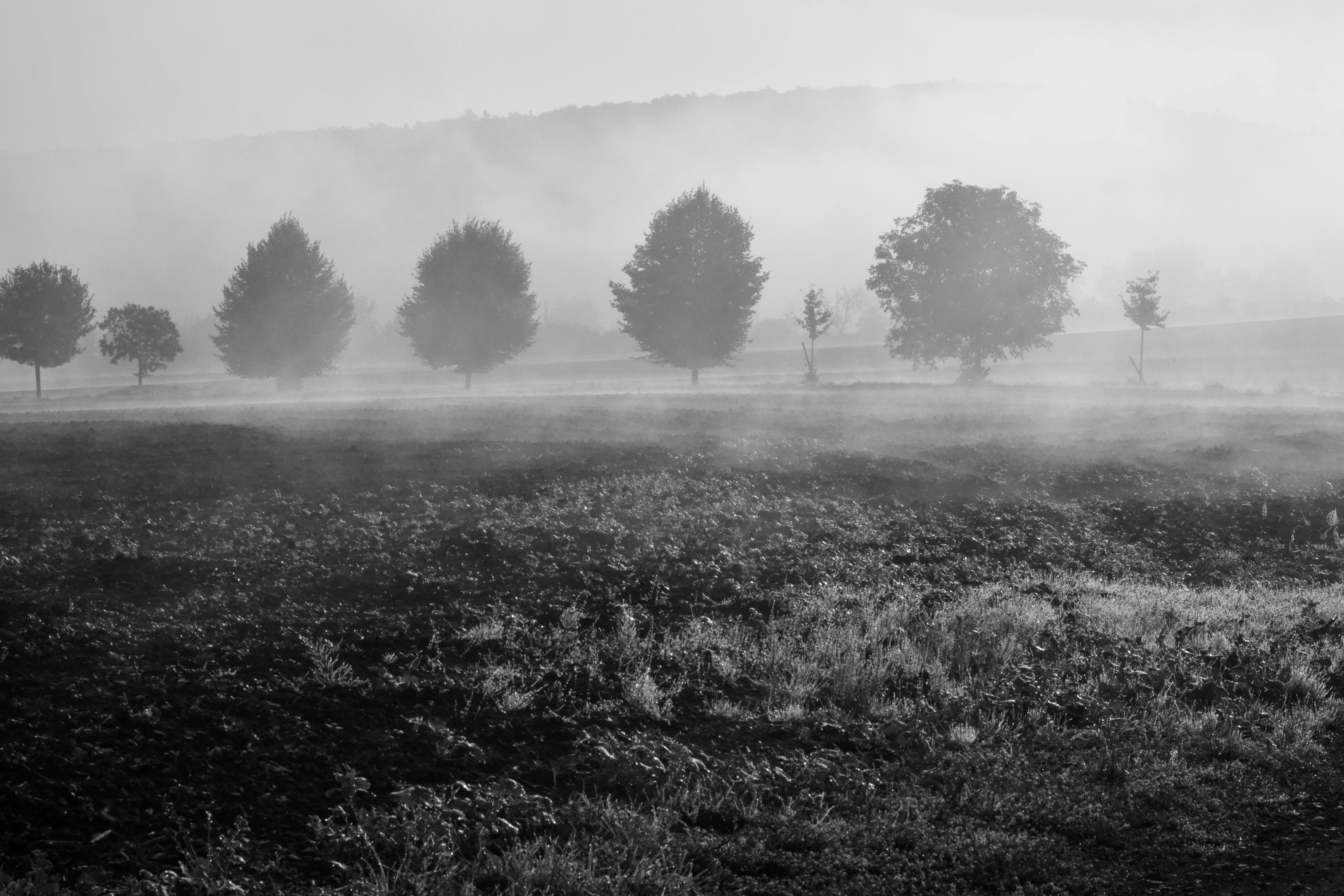 Kostnadsfria En lugn svartvit bild av träd i tät dimma över ett fält, som framkallar en mystisk stämning. Stock foto