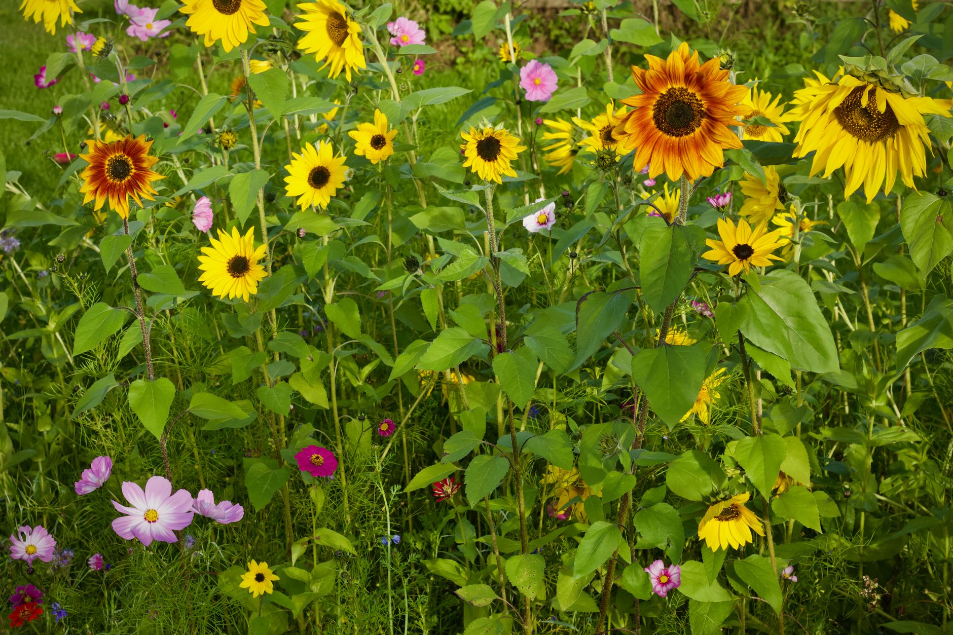 Mastering Early Pinching & Pruning: Building Self-Supporting Stems for Tall Annuals and Herbaceous Perennials (Cosmos, Sunflowers, Garden Phlox)