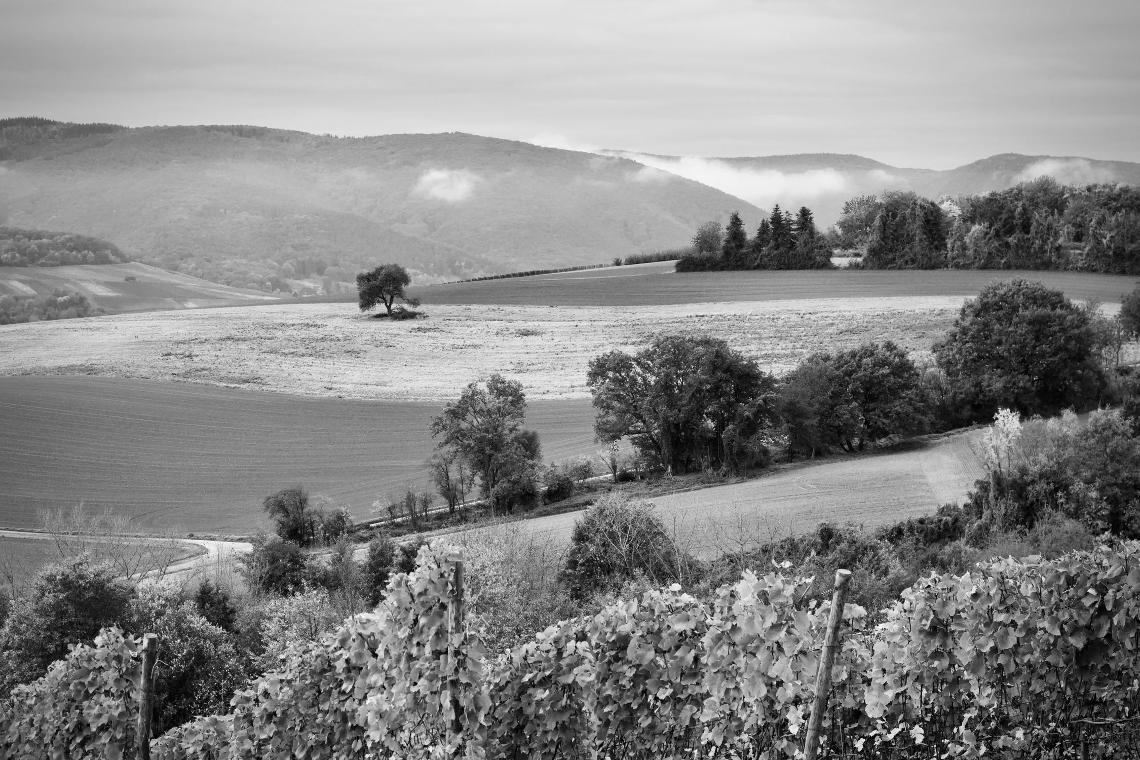 Scenic Black and White Countryside Landscape · Free Stock Photo
