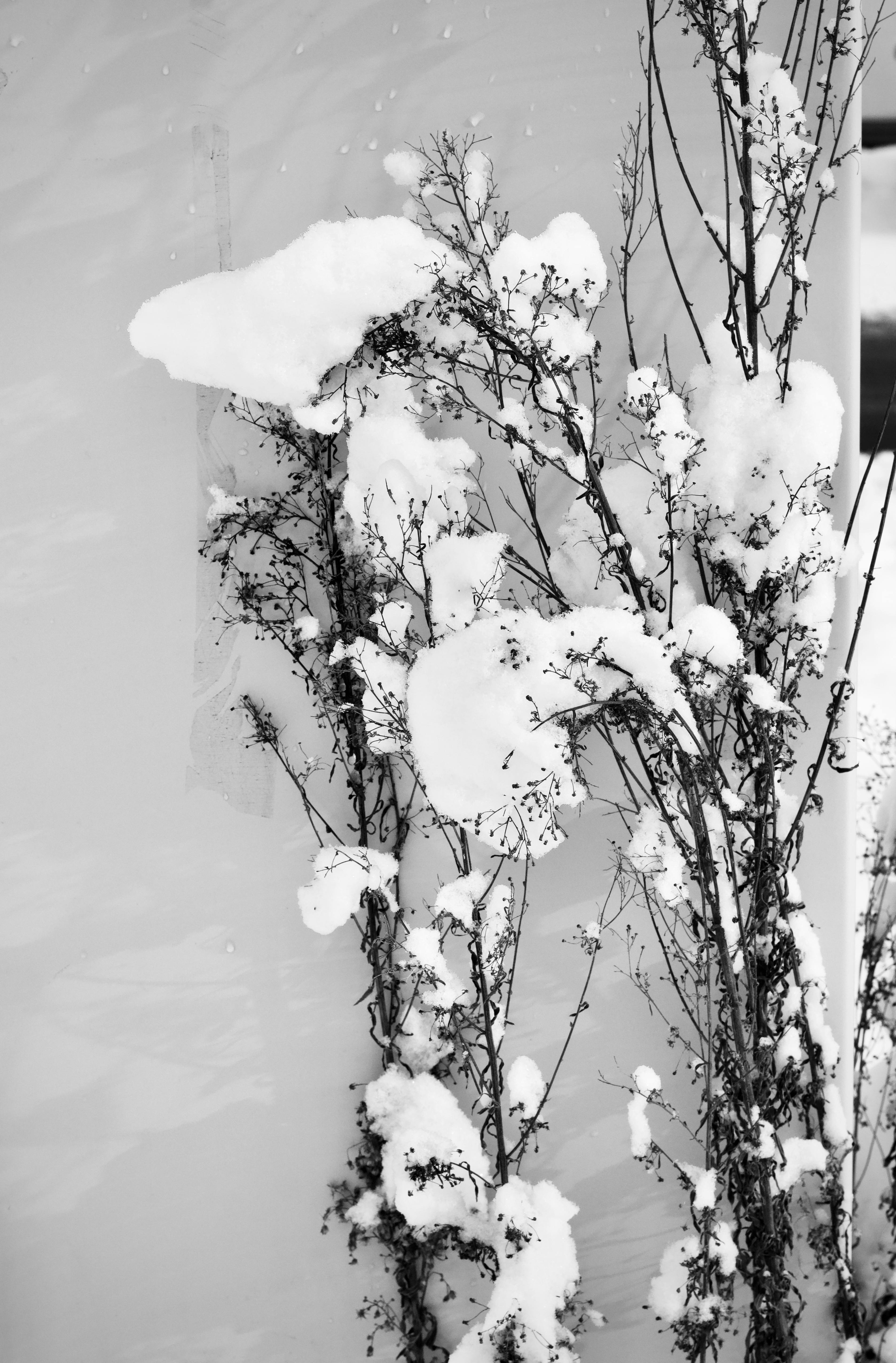 Free Snow-laden branches create a serene winter scene, emphasizing nature's beauty. Stock Photo