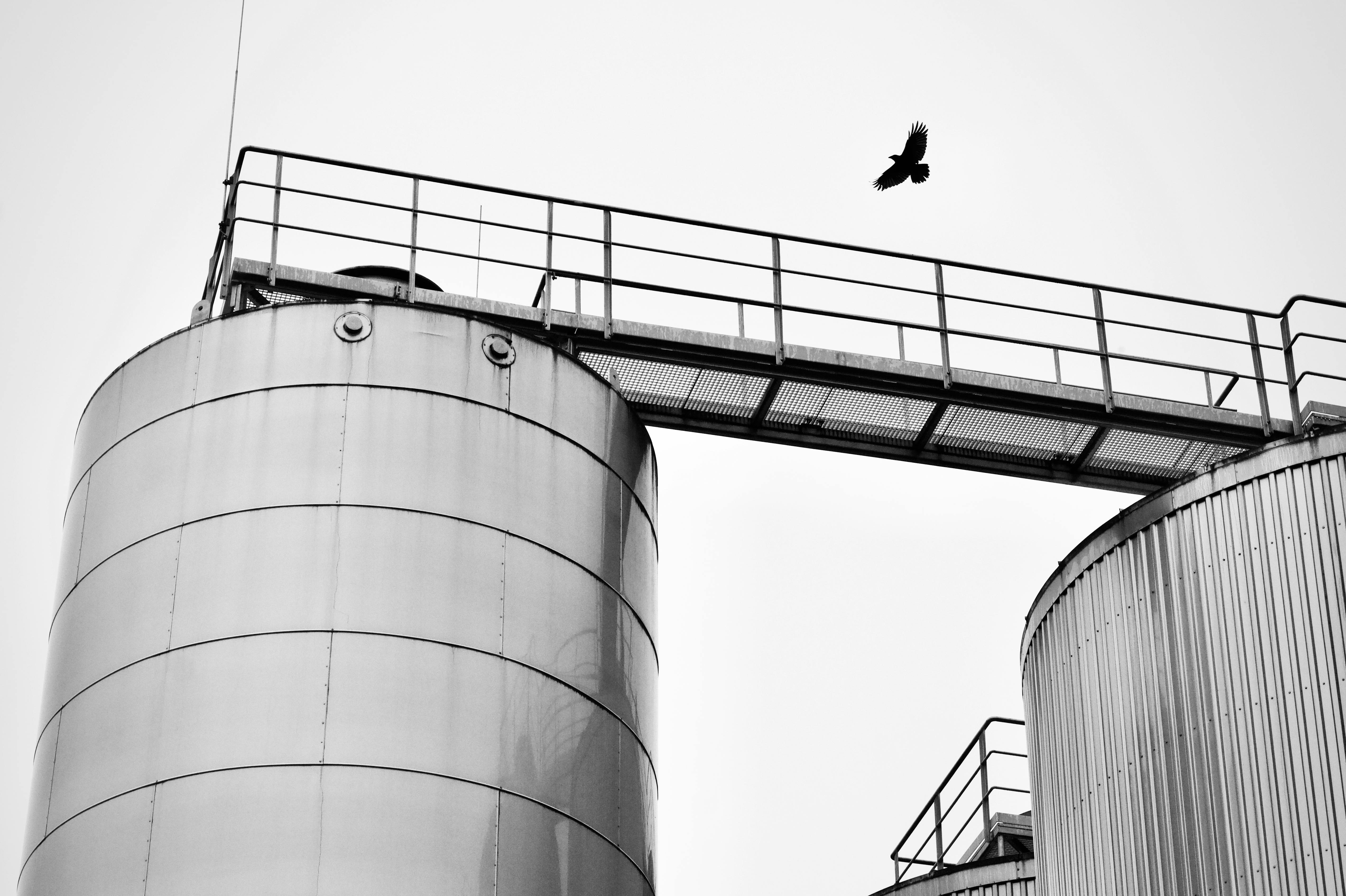 Gratis Un uccello in volo sopra i silos industriali, immortalato in una suggestiva fotografia in bianco e nero. Foto a disposizione