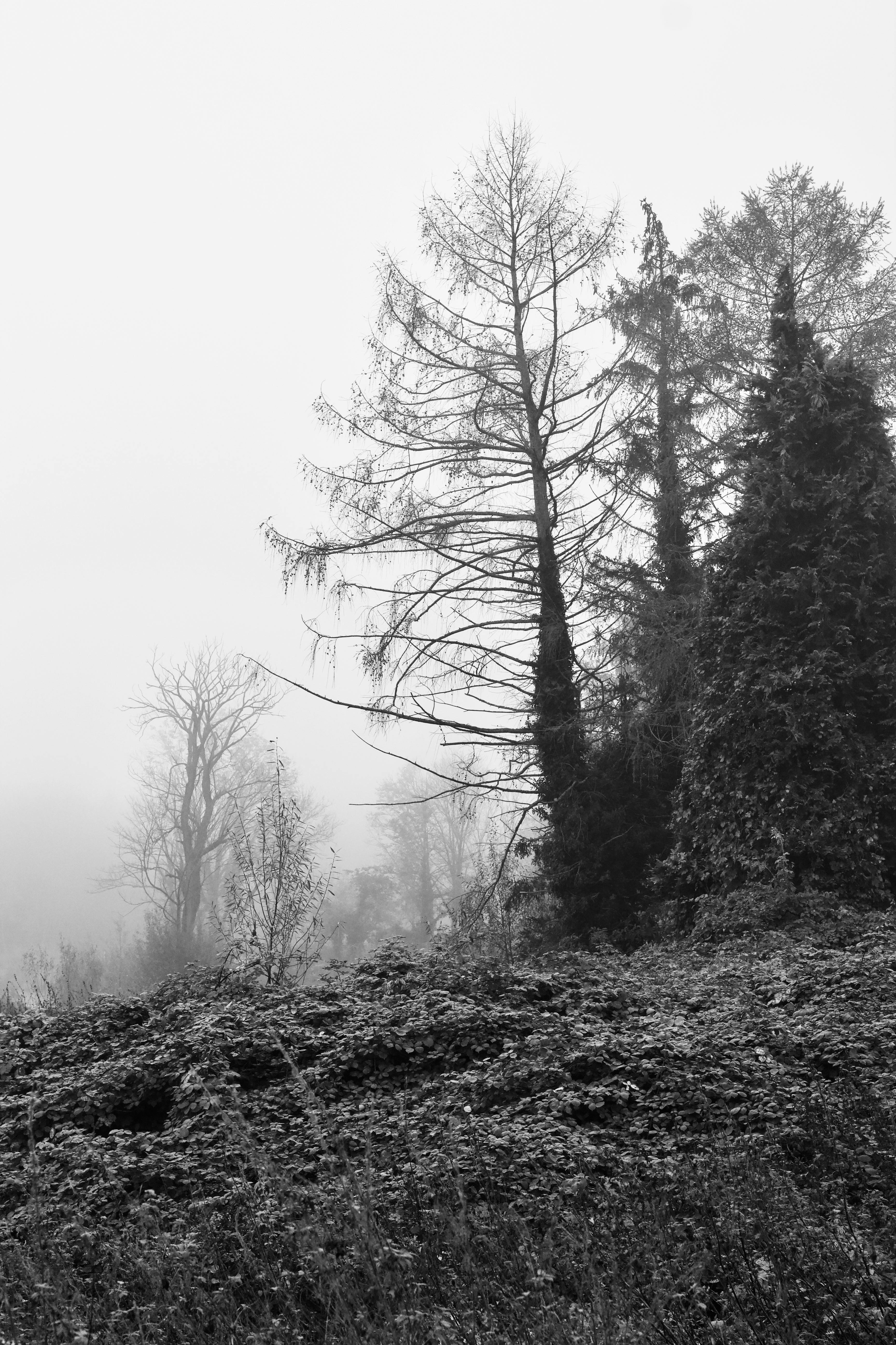 Gratuit O imagine senină alb-negru a unei păduri încețoșate, cu copaci goi și ceață densă. Fotografie de stoc