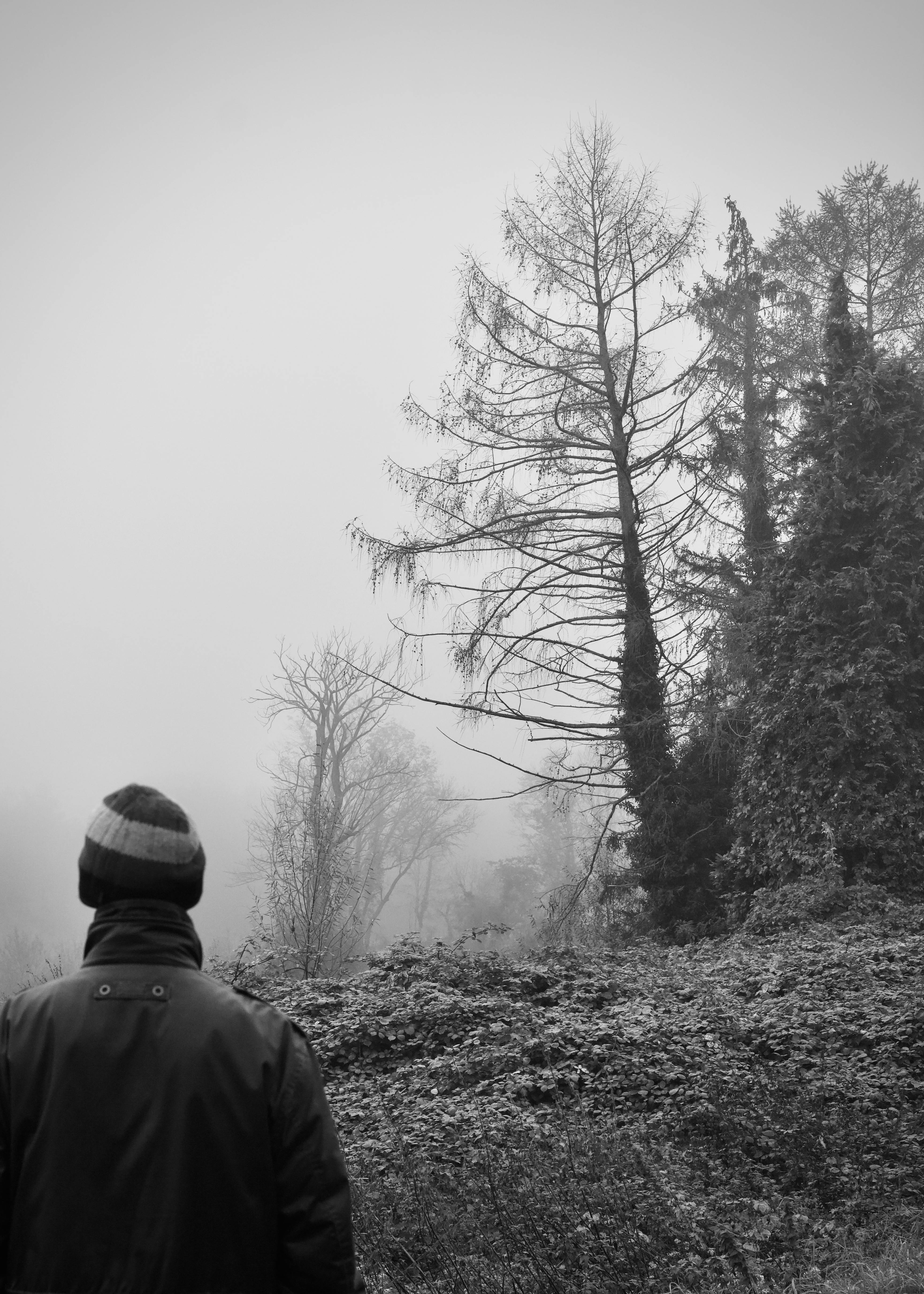 Gratuit Une silhouette solitaire se dresse dans un bois brumeux, capturant l'atmosphère sereine d'un matin d'automne brumeux. Photos