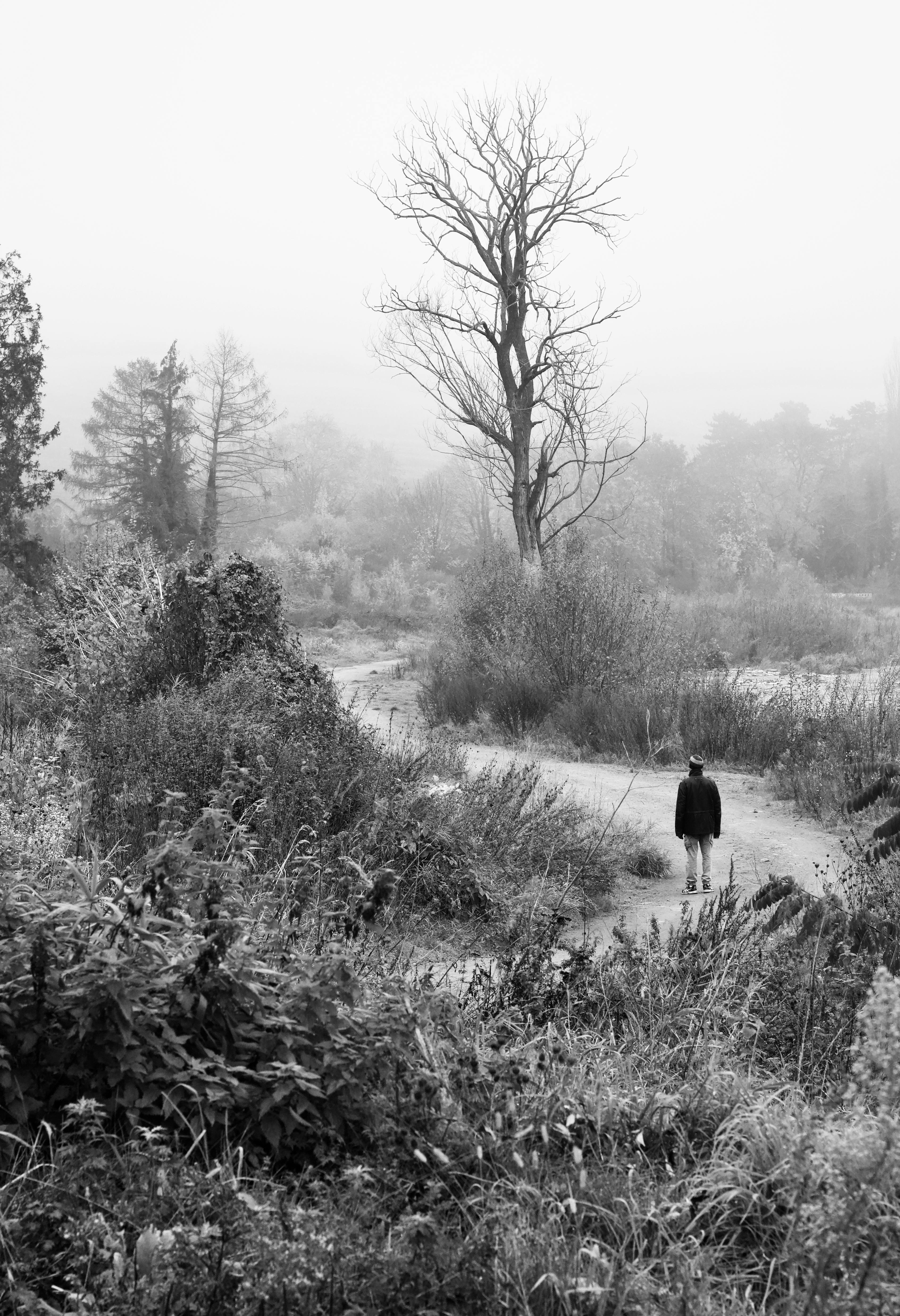 De franc Una persona sola es troba en un bosc ennuvolat, creant una escena dramàtica en blanc i negre. Foto d'estoc
