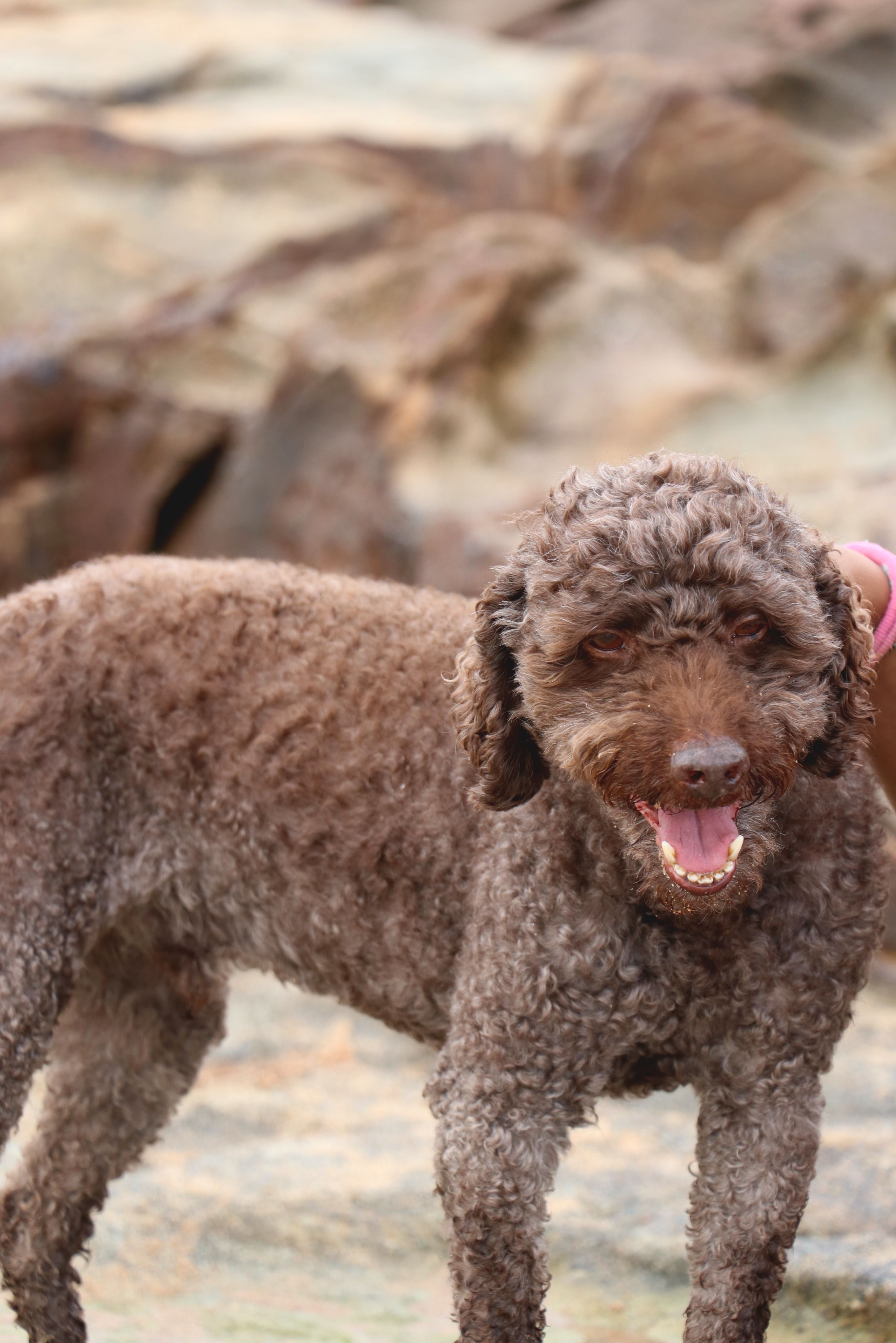 Black Poodle Sitting on Sand · Free Stock Photo