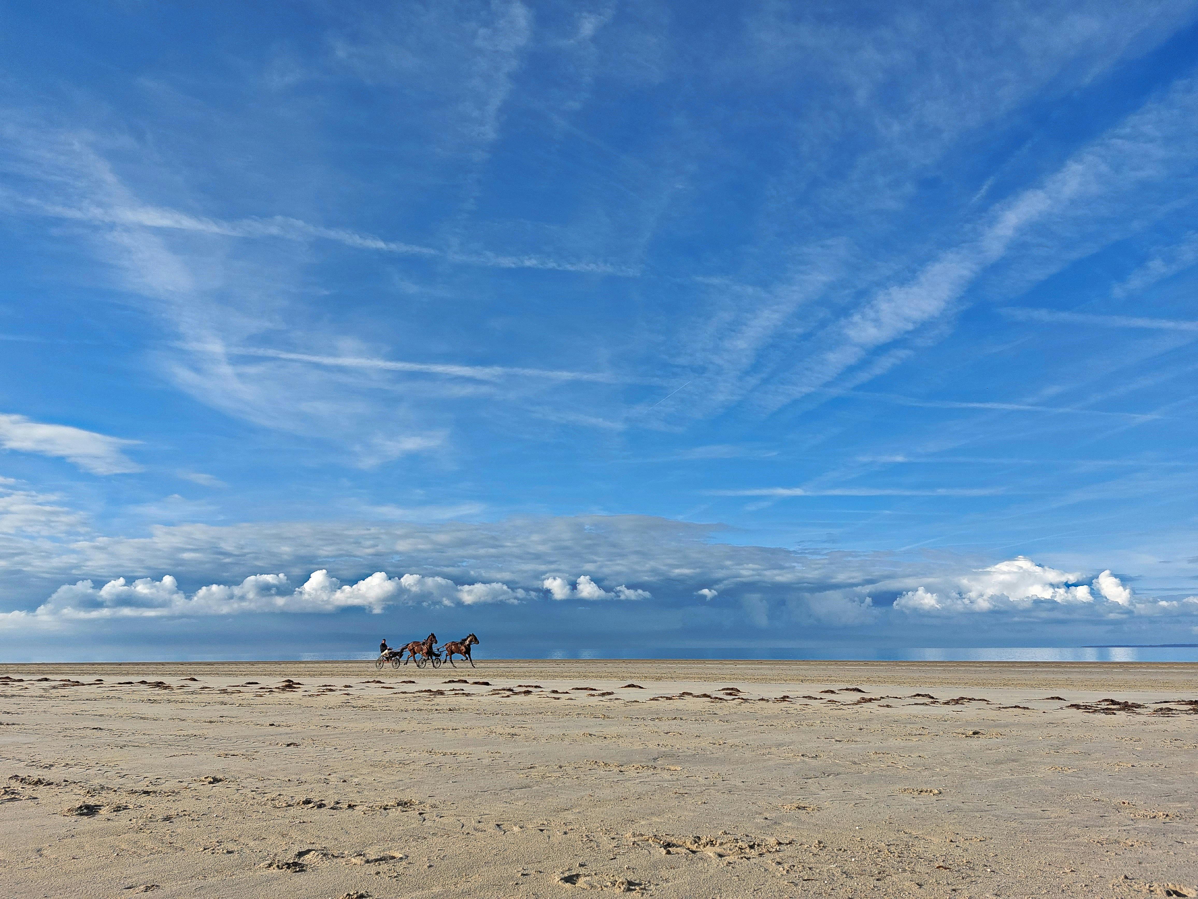 Gratis Maestosi cavalli corrono lungo una spiaggia serena e sconfinata sotto un immenso cielo azzurro. Foto a disposizione