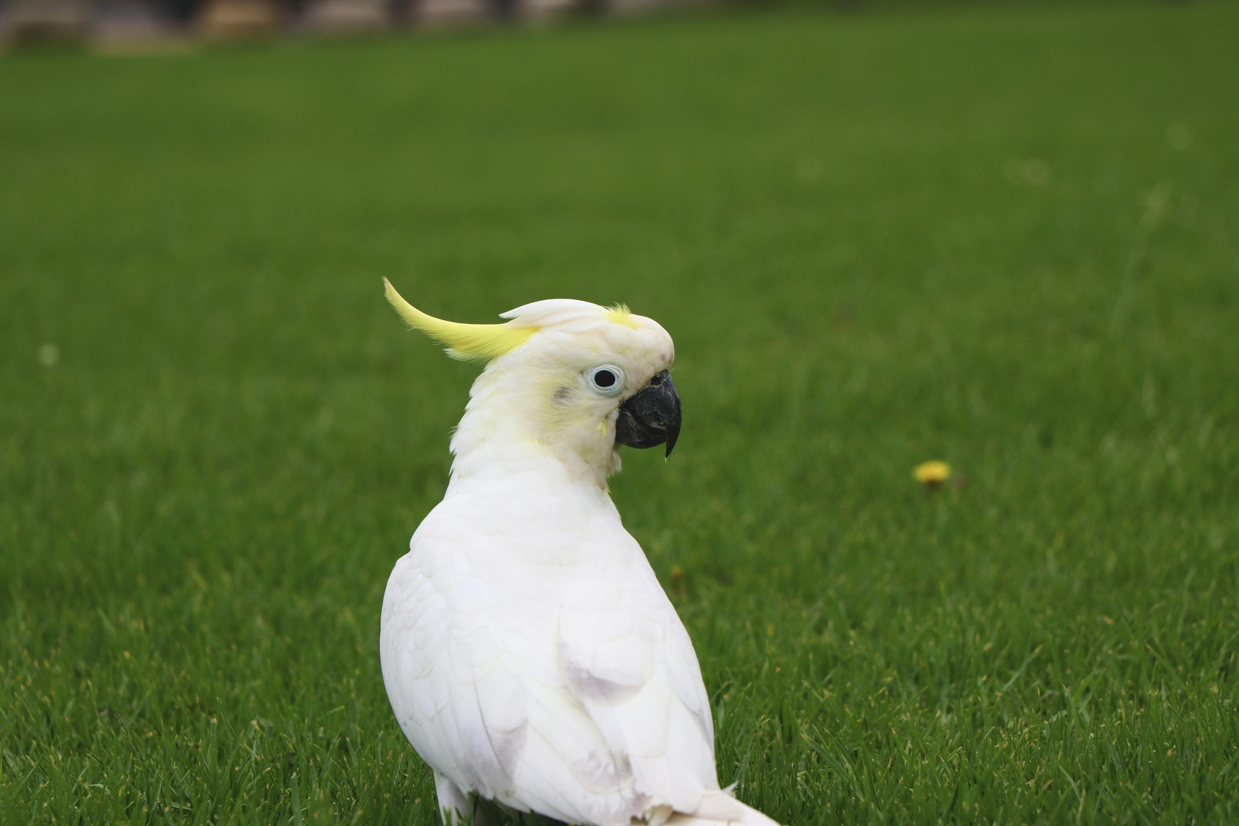De franc Foto d'estoc gratuïta de a l'aire lliure, amic de plomes, animal Foto d'estoc