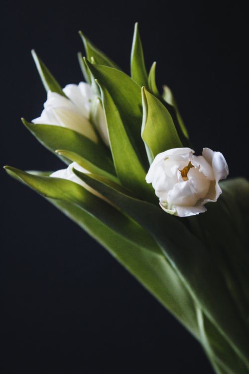 Free Close-up of white tulips against a black background, highlighting their delicate petals. Stock Photo