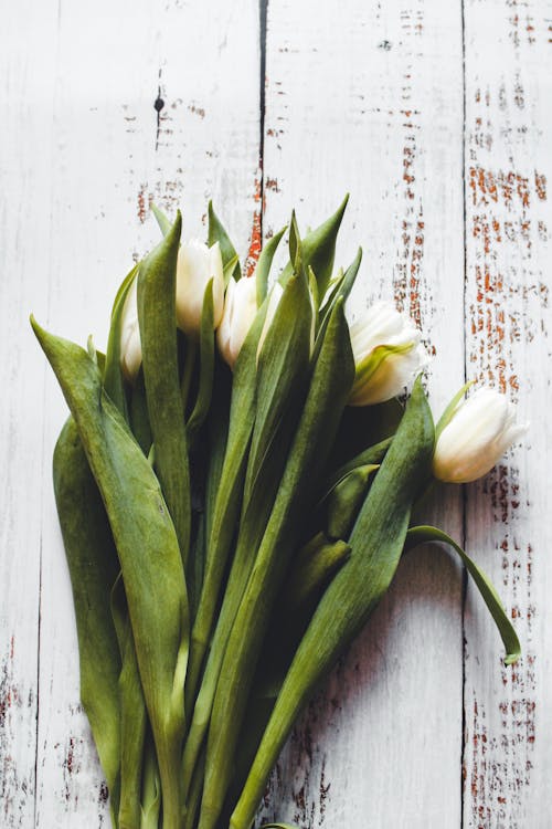 Free White Tulips Stock Photo