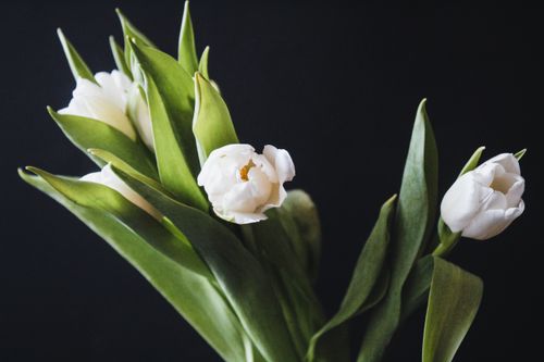 Free Stunning arrangement of white tulips with green leaves set against a dark black background. Stock Photo
