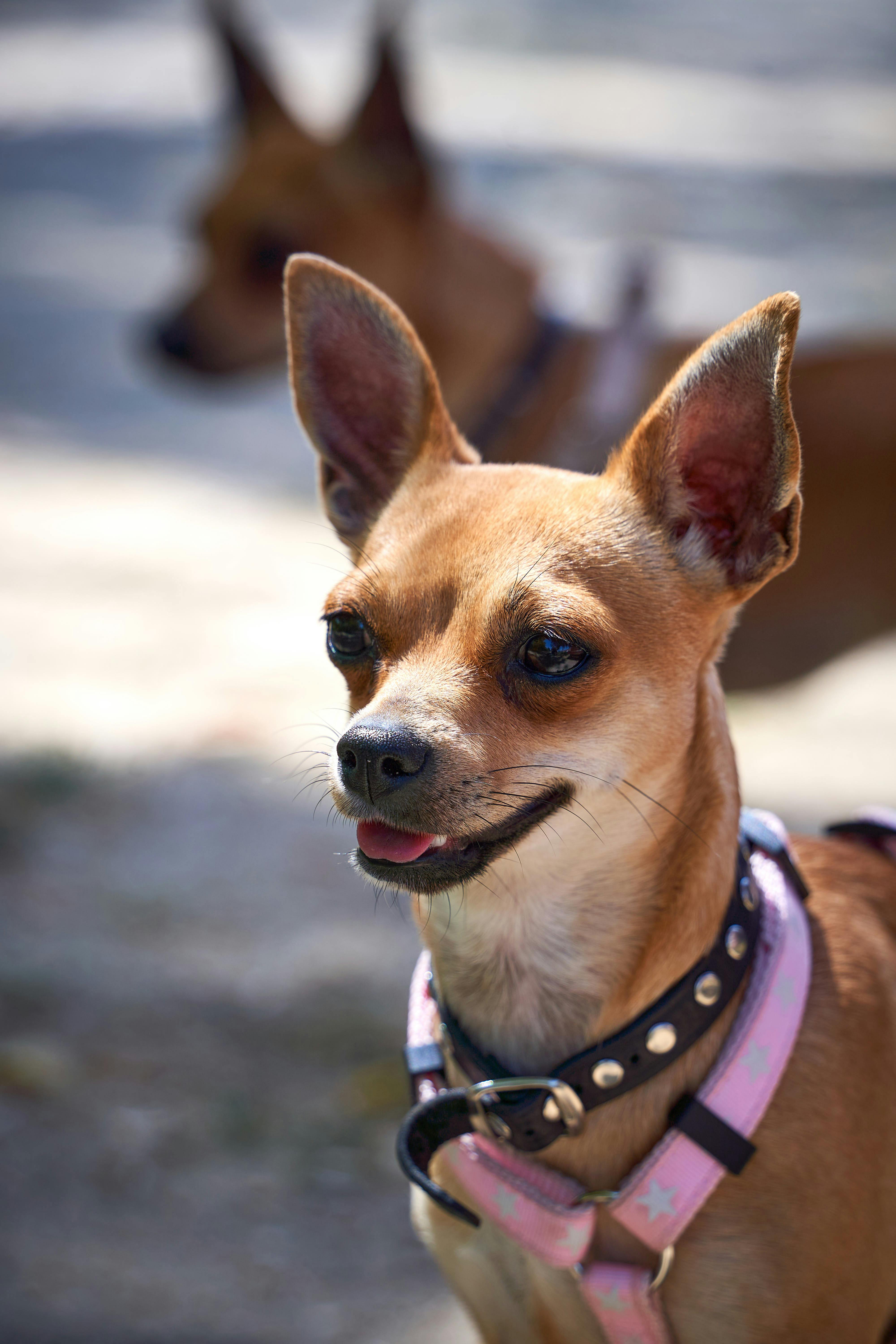 Miễn phí Hình ảnh cận cảnh hai chú chó Chihuahua đang vui vẻ ngoài trời dưới ánh nắng mặt trời rực rỡ. Ảnh lưu trữ