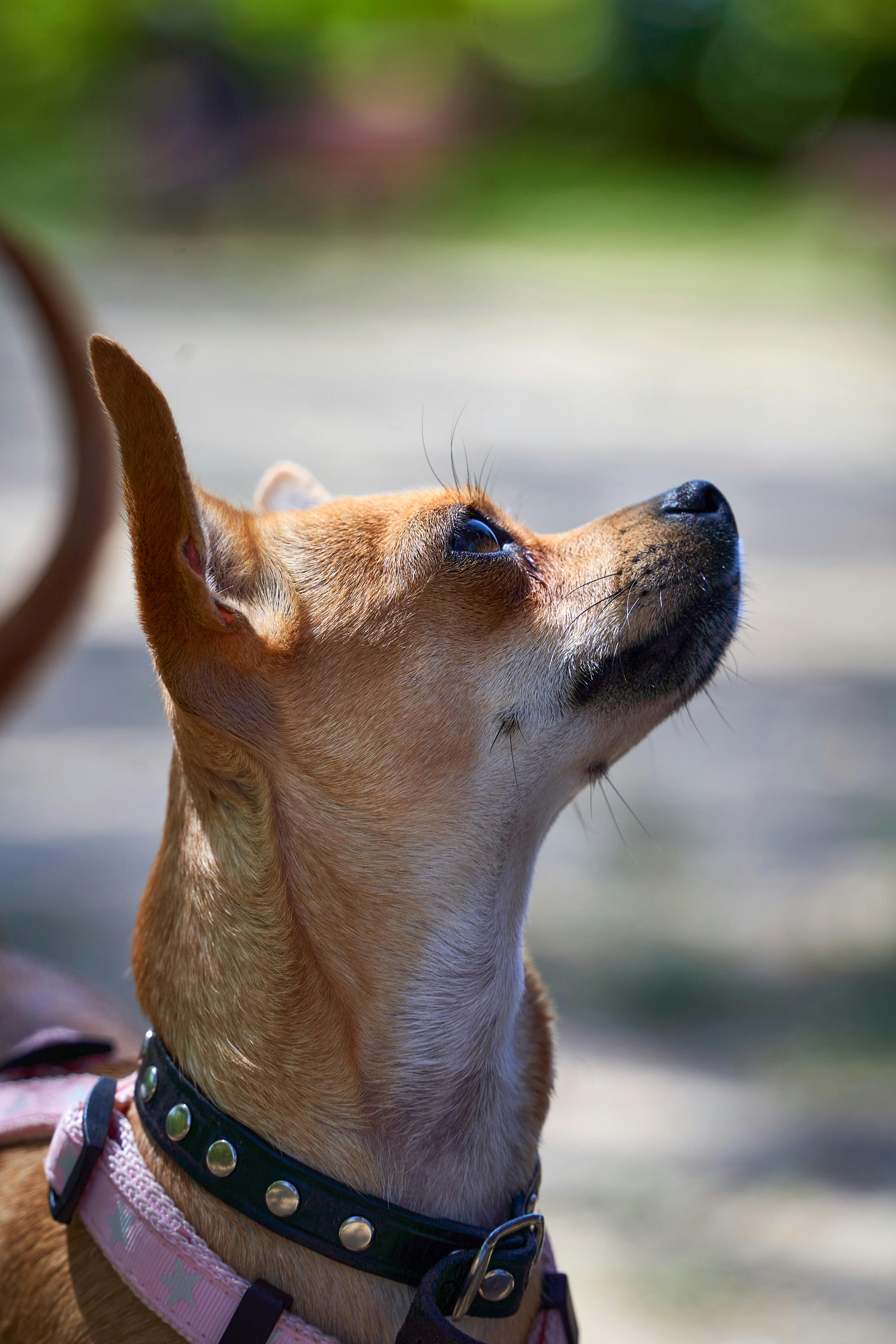 Gratuit Gros plan d'un chihuahua regardant vers le ciel dans un parc extérieur baigné de soleil. Photos