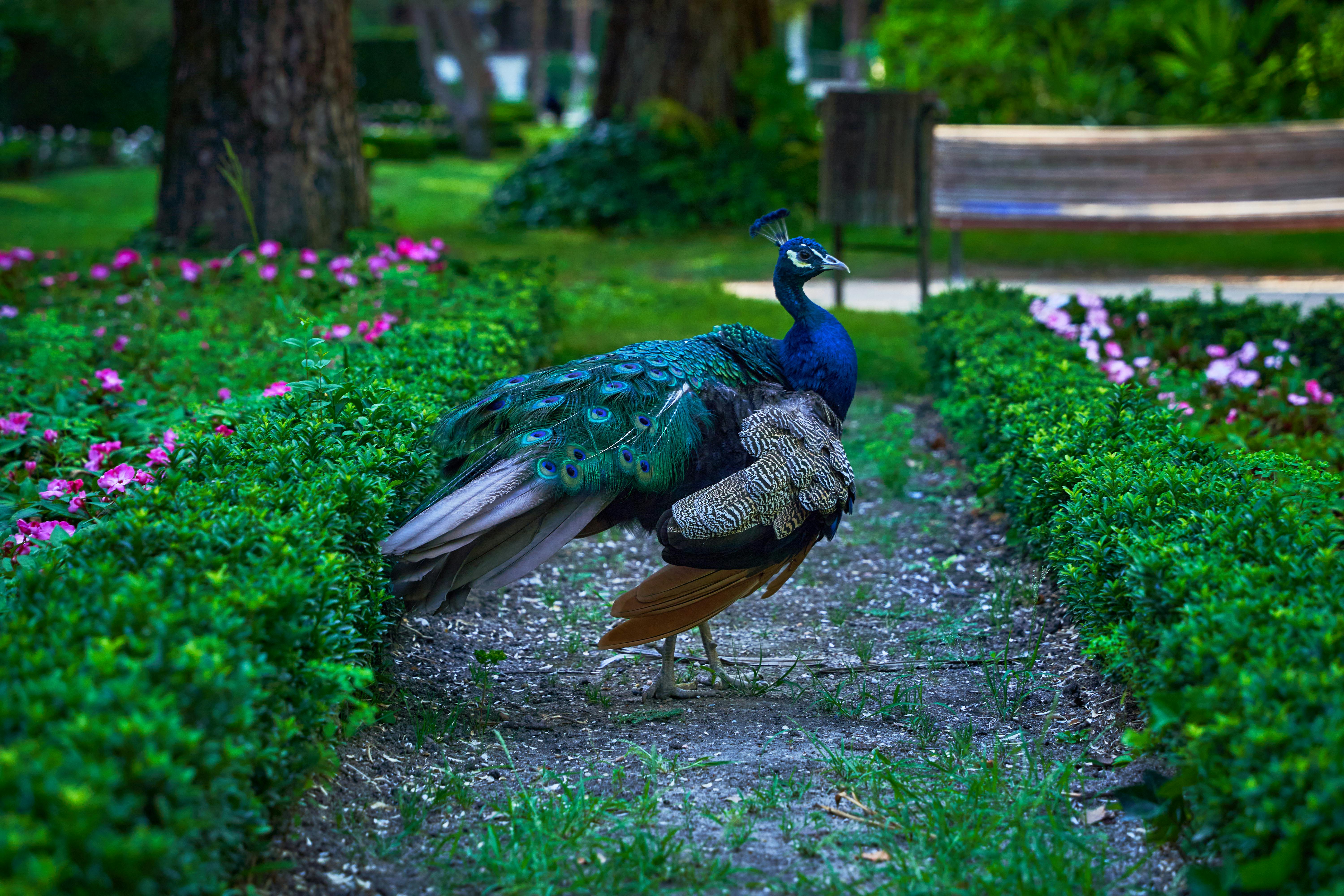무료 화려한 깃털을 뽐내며 정원의 꽃과 녹음 속에서 아름다운 공작새가 빛나고 있습니다. 스톡 사진