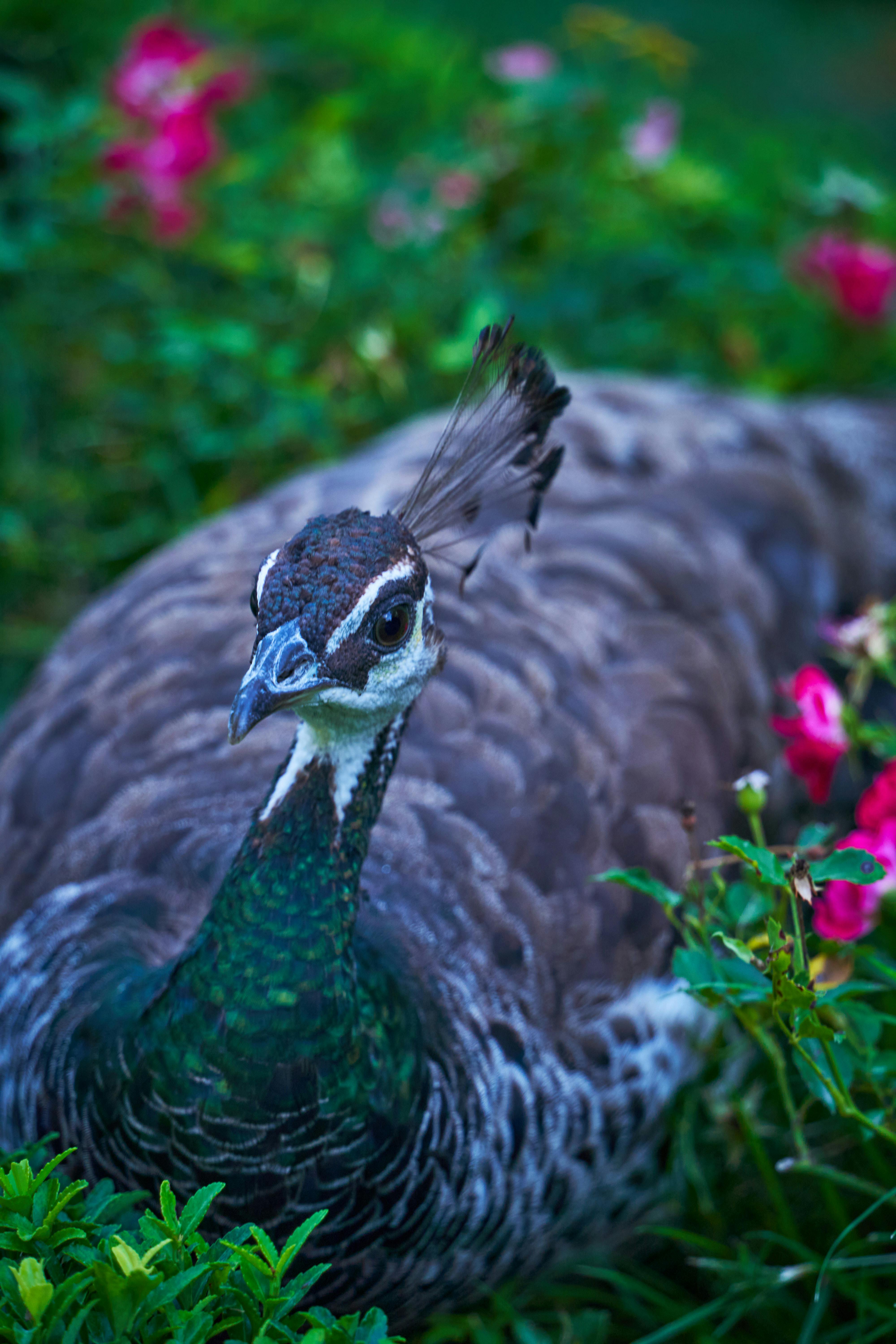 Gratis stockfoto met artistieke wilde dieren, aviaire, avicultuur Stockfoto