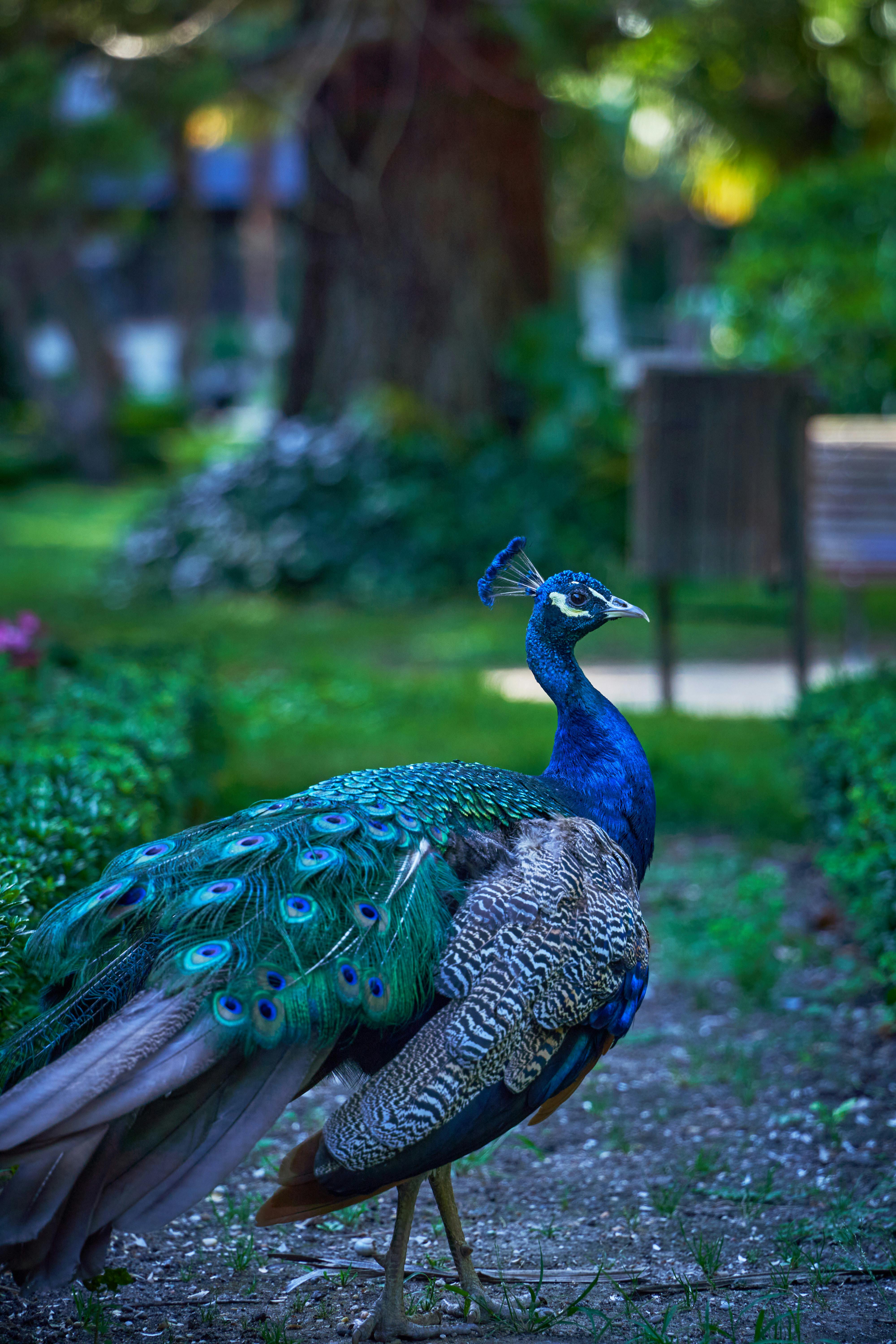무료 경치가 좋은, 고요함, 공원의 무료 스톡 사진