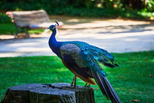 peacock photo