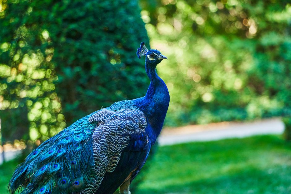 The Emotional Support Peacock That Got Denied at Newark Airport