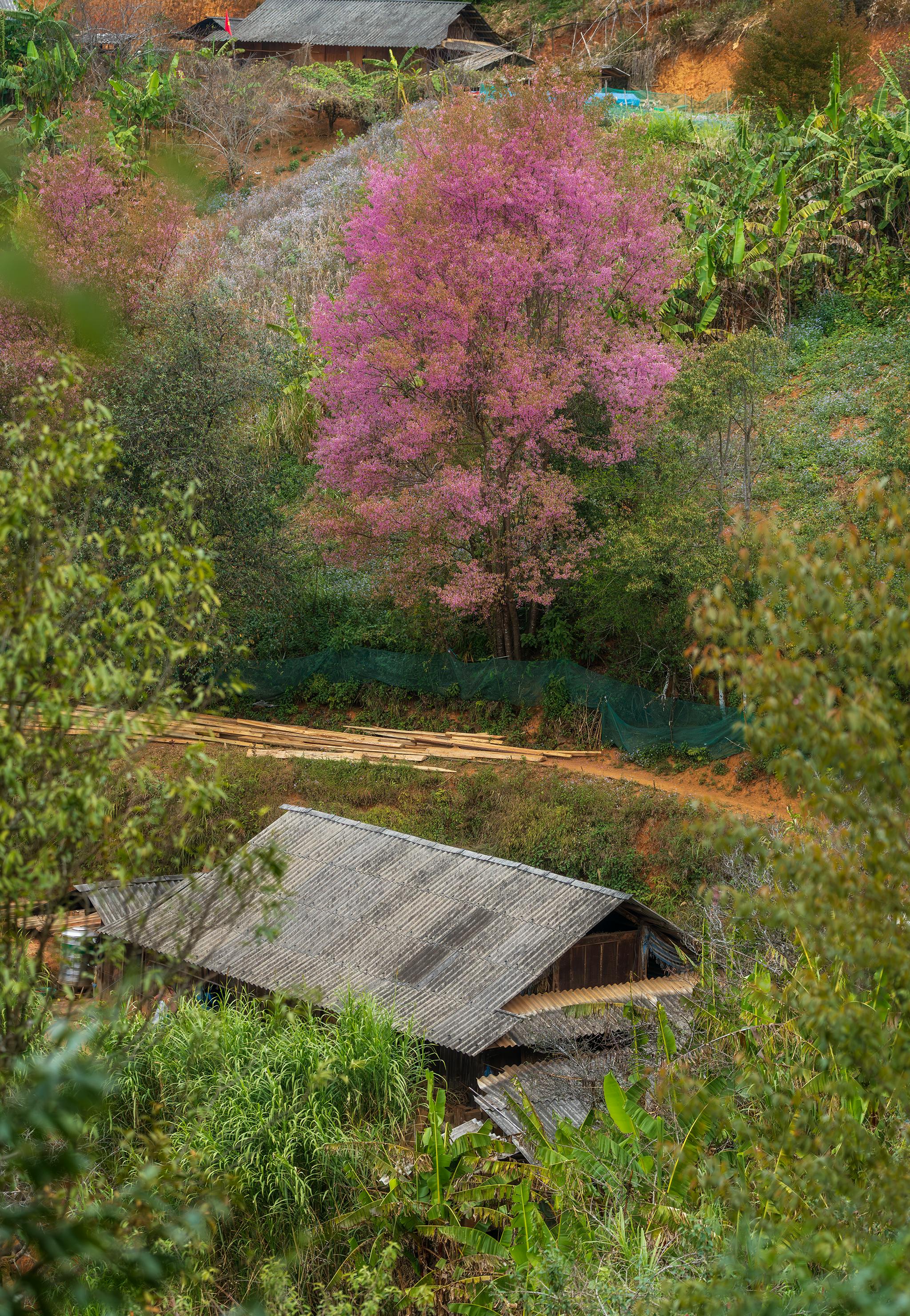 gratis Charmant landelijk landschap met een roze kersenbloesemboom en een rustieke hut. Stockfoto