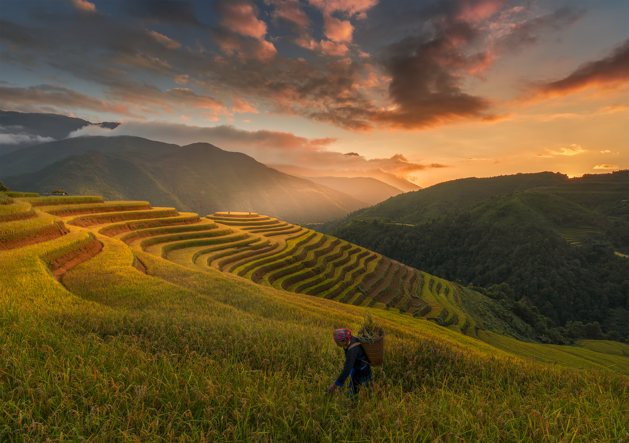 Golden Terraced Rice Fields at Sunset in Vietnam · Free Stock Photo