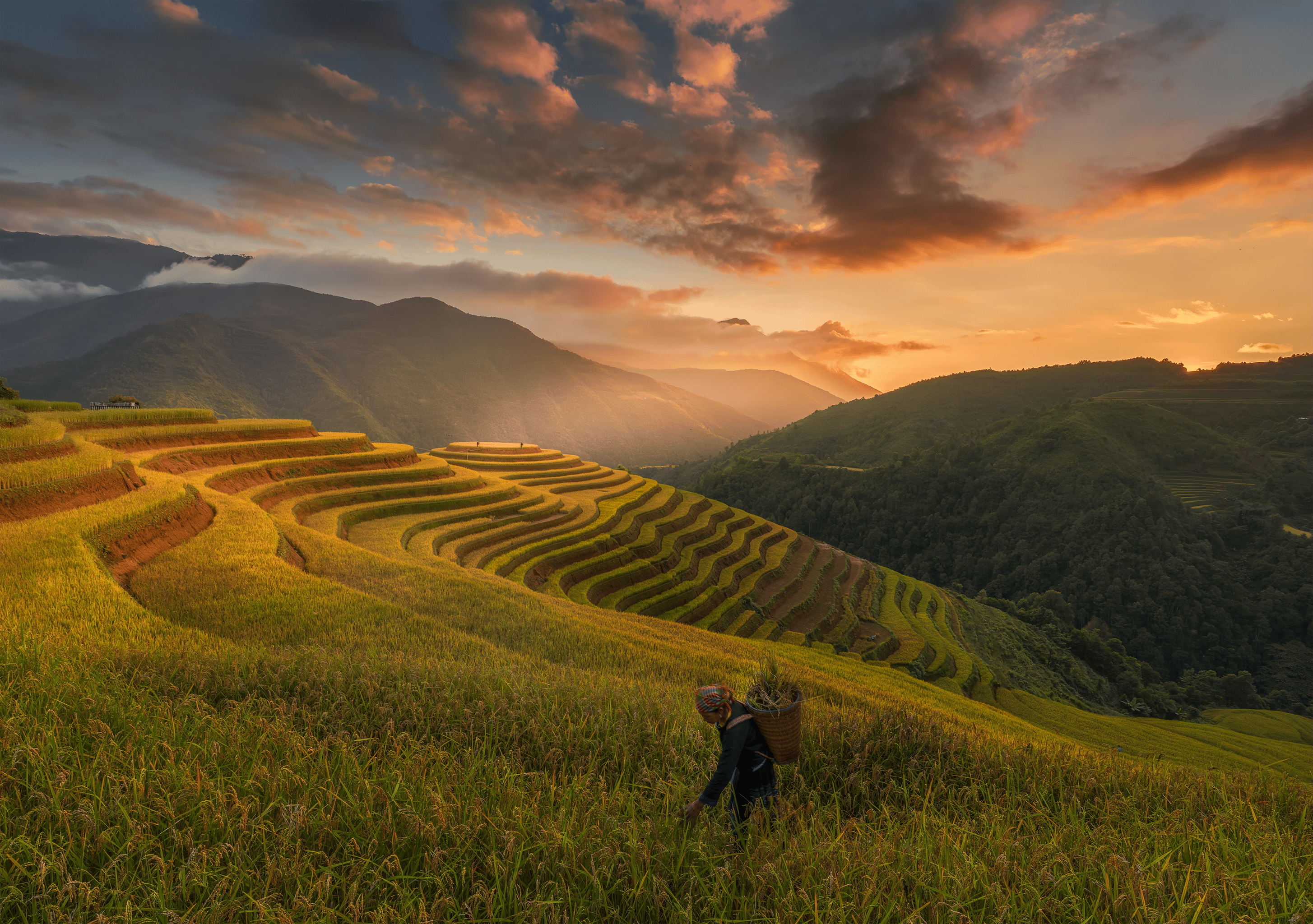 Gratuit Magnifique coucher de soleil sur les rizières en terrasses du Vietnam, avec un agriculteur solitaire au travail. Photos