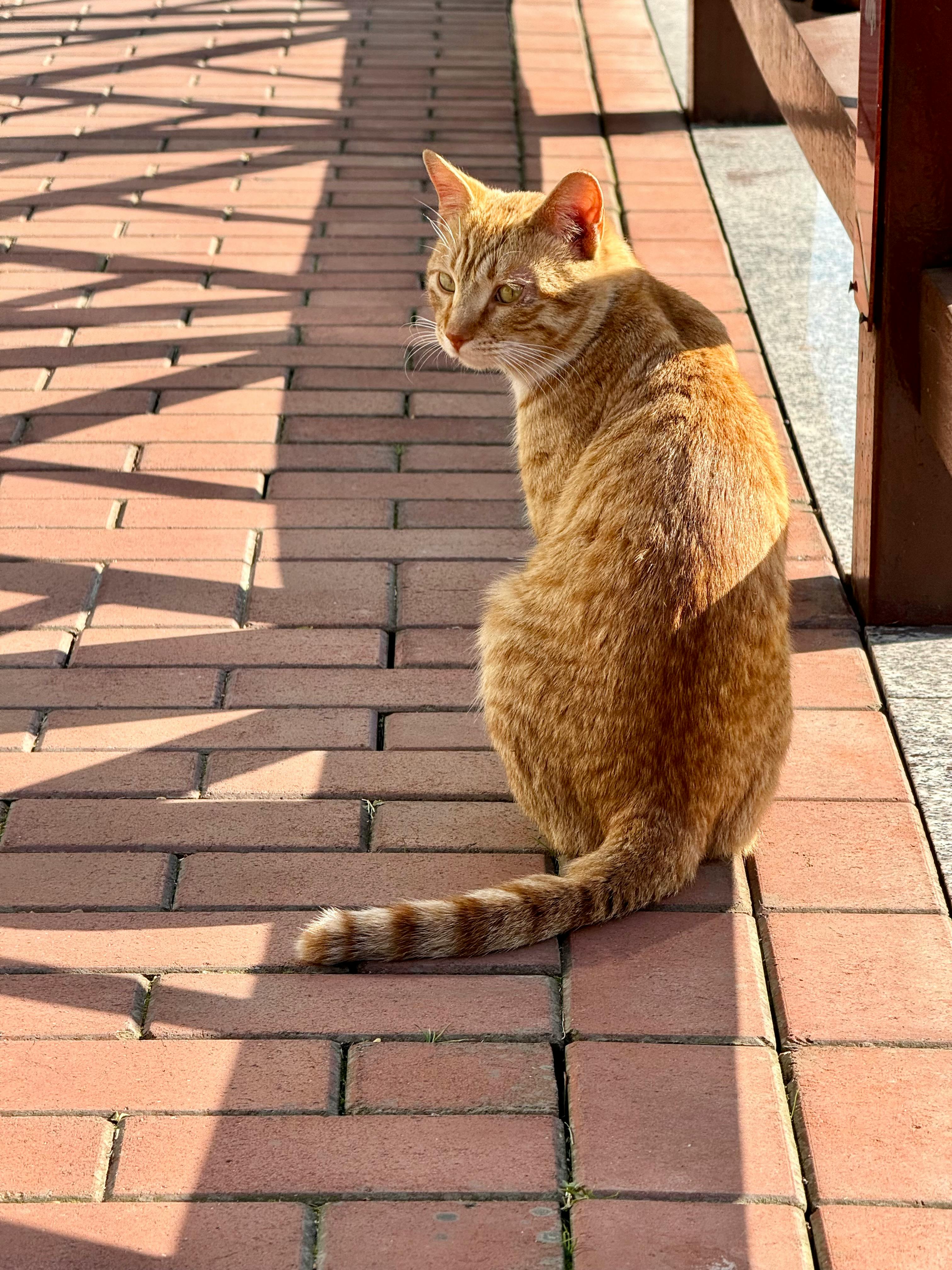 ฟรี แมวสีส้มตัวหนึ่งนั่งอยู่บนทางเดินอิฐที่แสงแดดส่องถึง มันทอดเงาและโอบกอดความอบอุ่นนั้นไว้ คลังภาพถ่าย