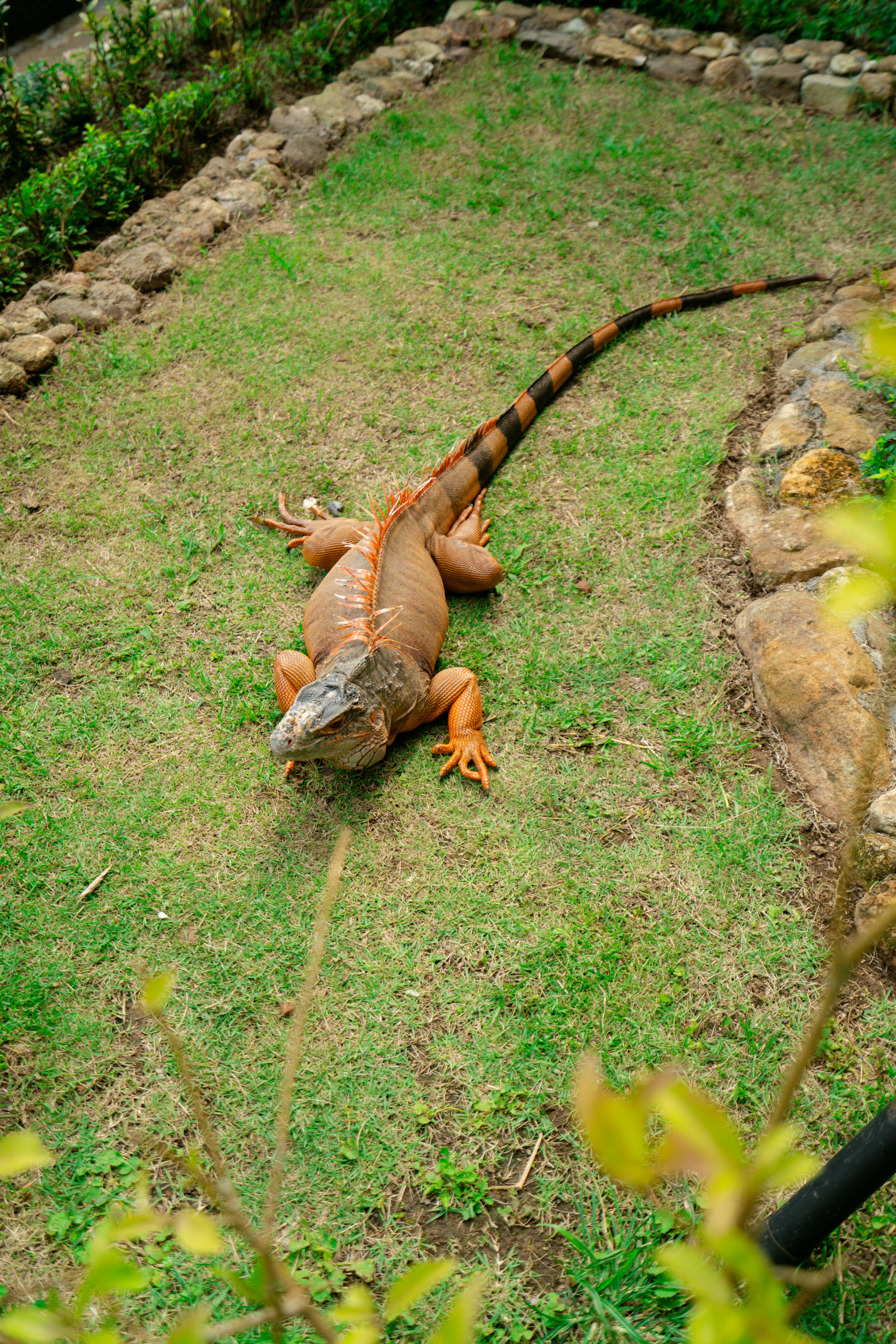 免費 一隻色彩繽紛的鬣蜥懶洋洋地躺在綠草茵茵的花園裡，周圍環繞著石頭和綠植，展現出它鮮豔的皮膚。 圖庫相片