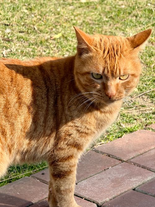 Free Close-up of a ginger tabby cat walking on a brick path with grass background. Stock Photo