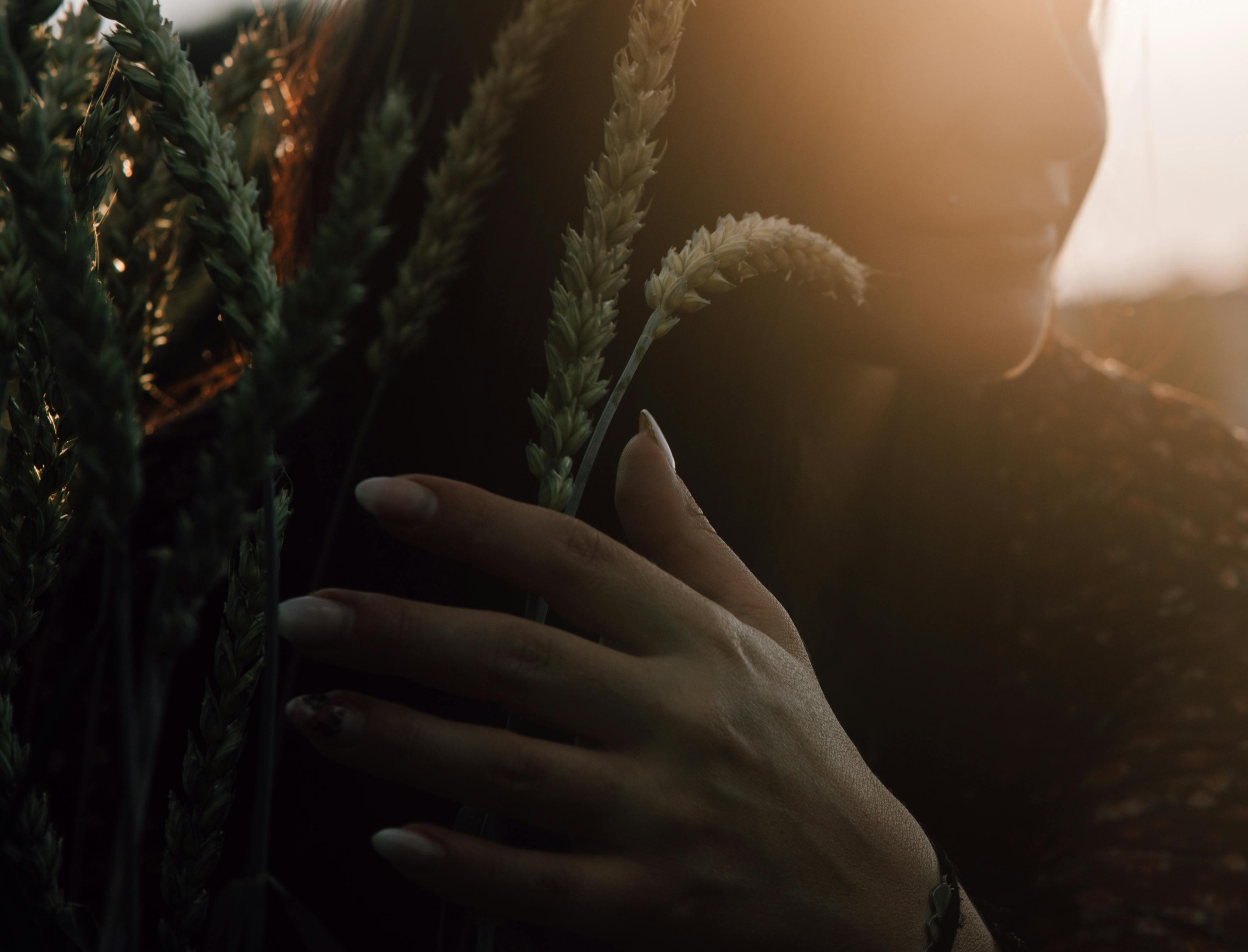 bezplatná Ženská ruka jemně drží pšenici, ozářenou teplou září západu slunce. Základová fotografie