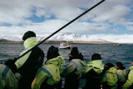 Whale Watching Tour in Árskógssandur, Iceland