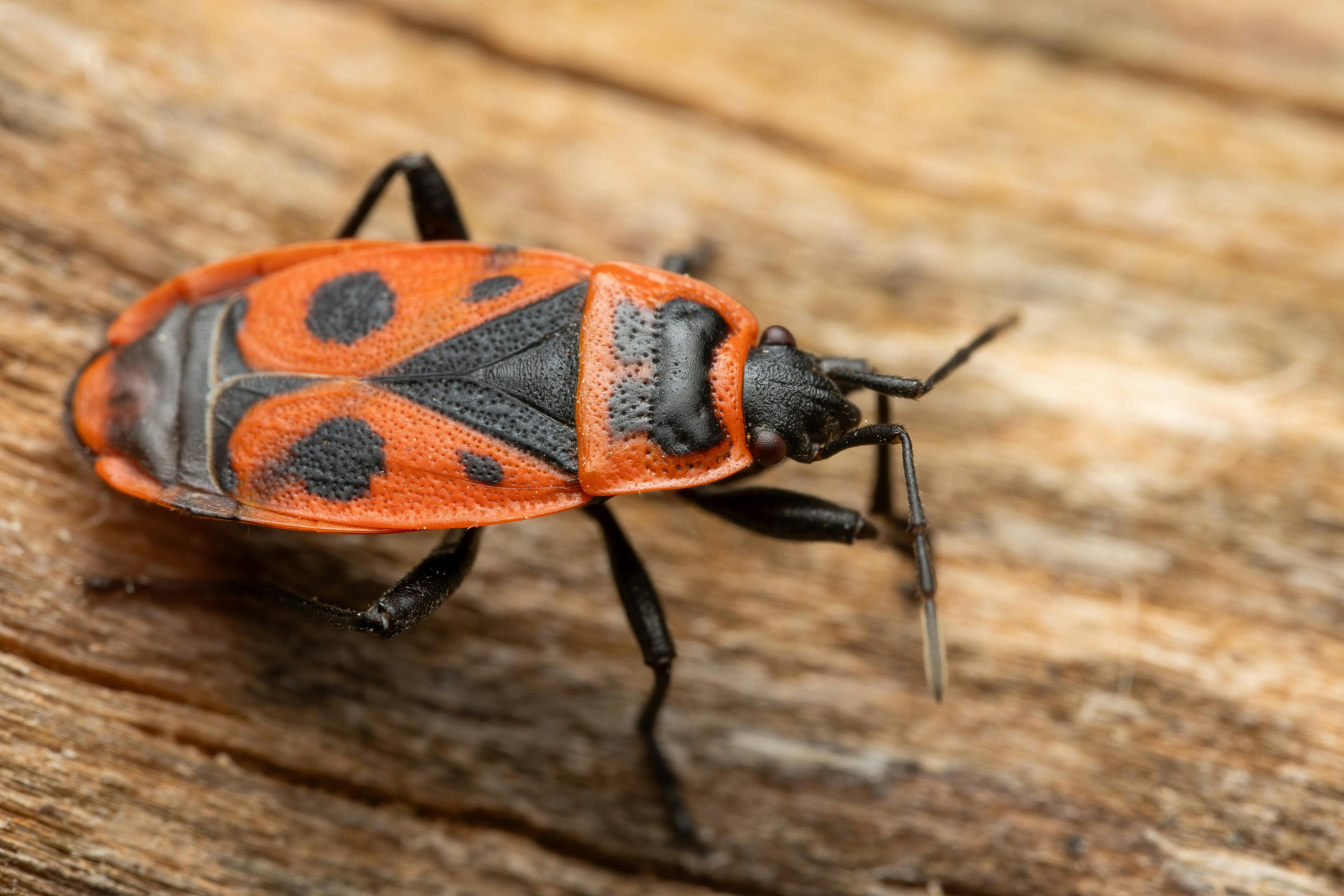 affordable bed bug exterminator