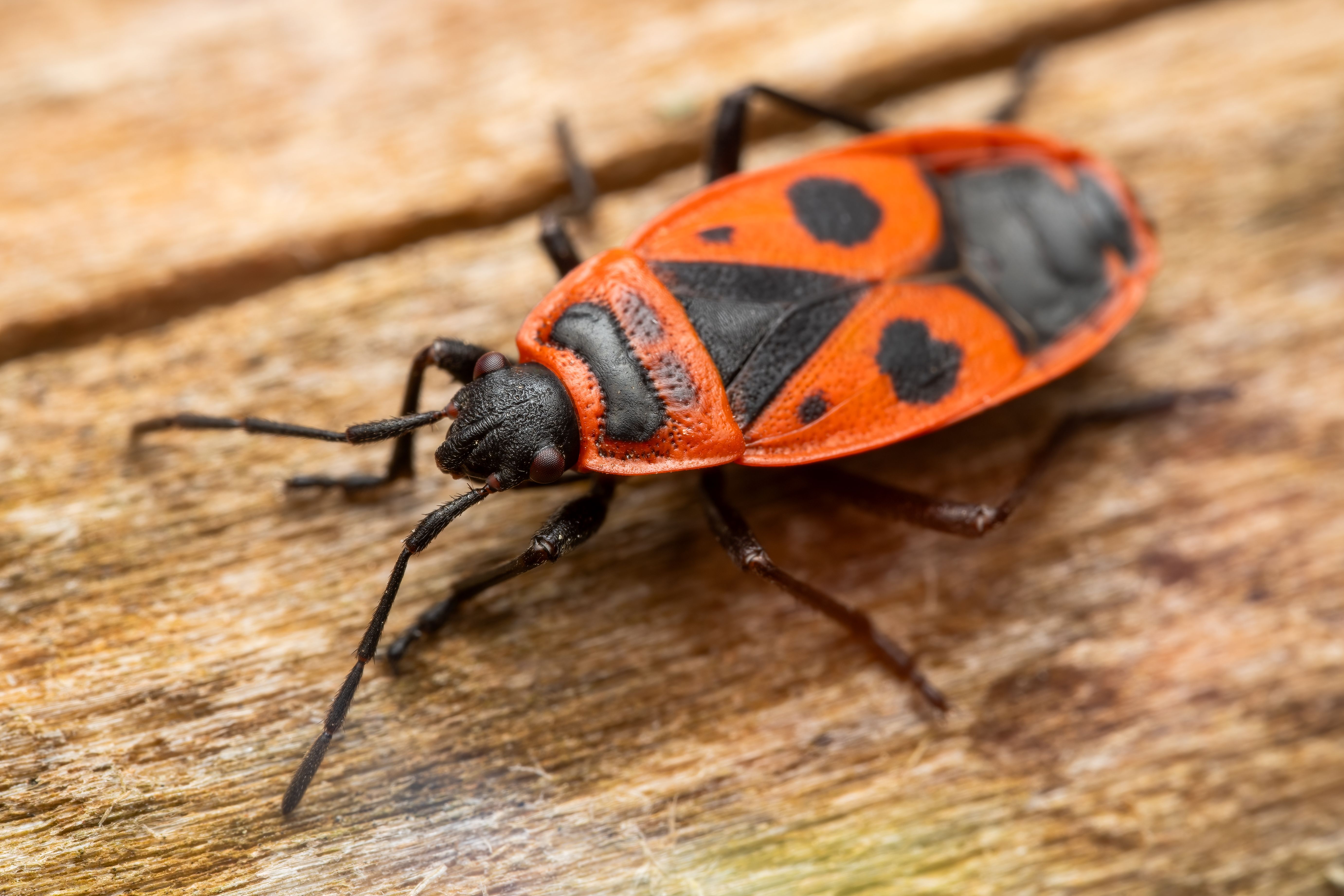 bed bug extermination cost near me