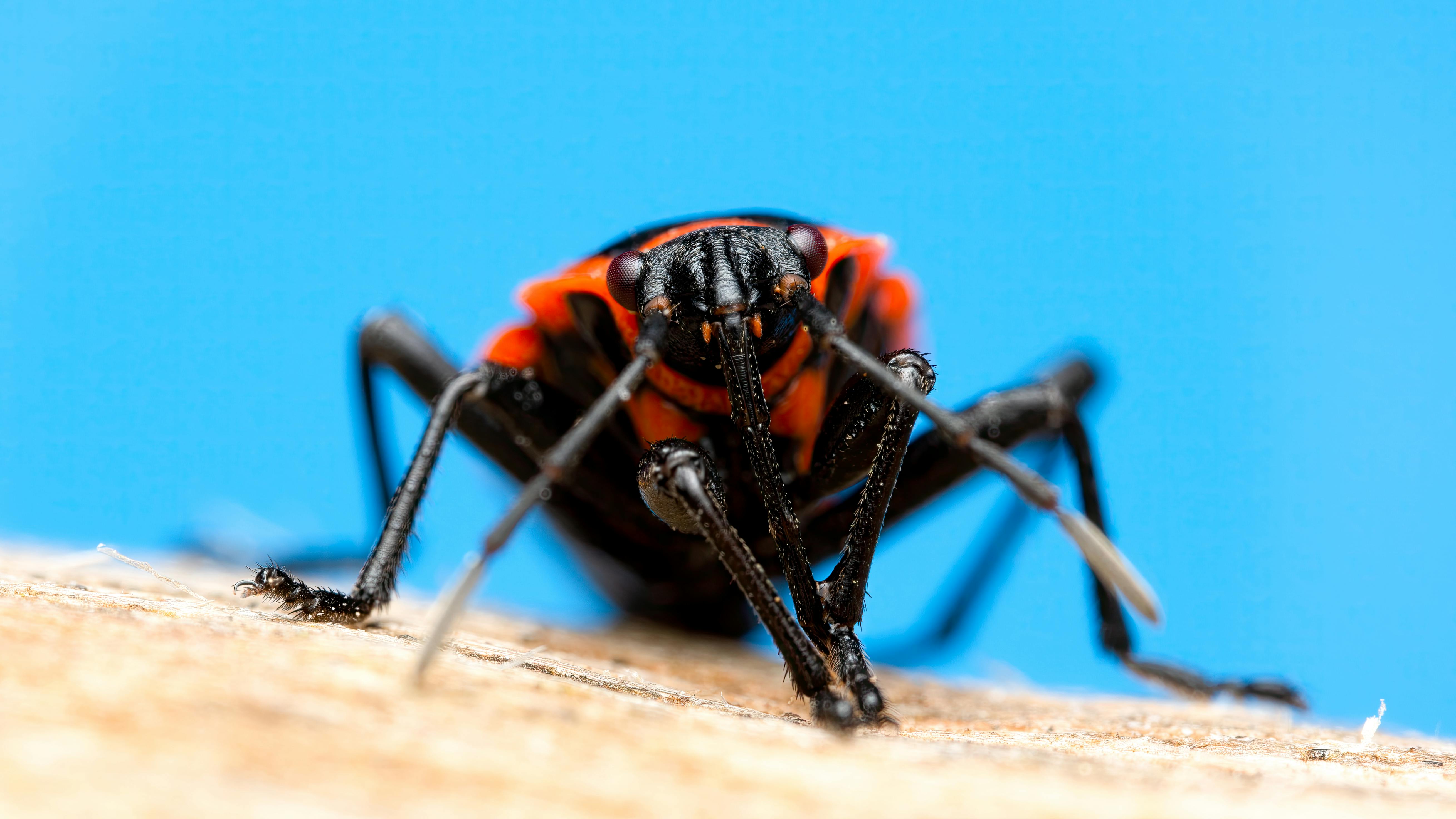 bed bug extermination tulsa ok