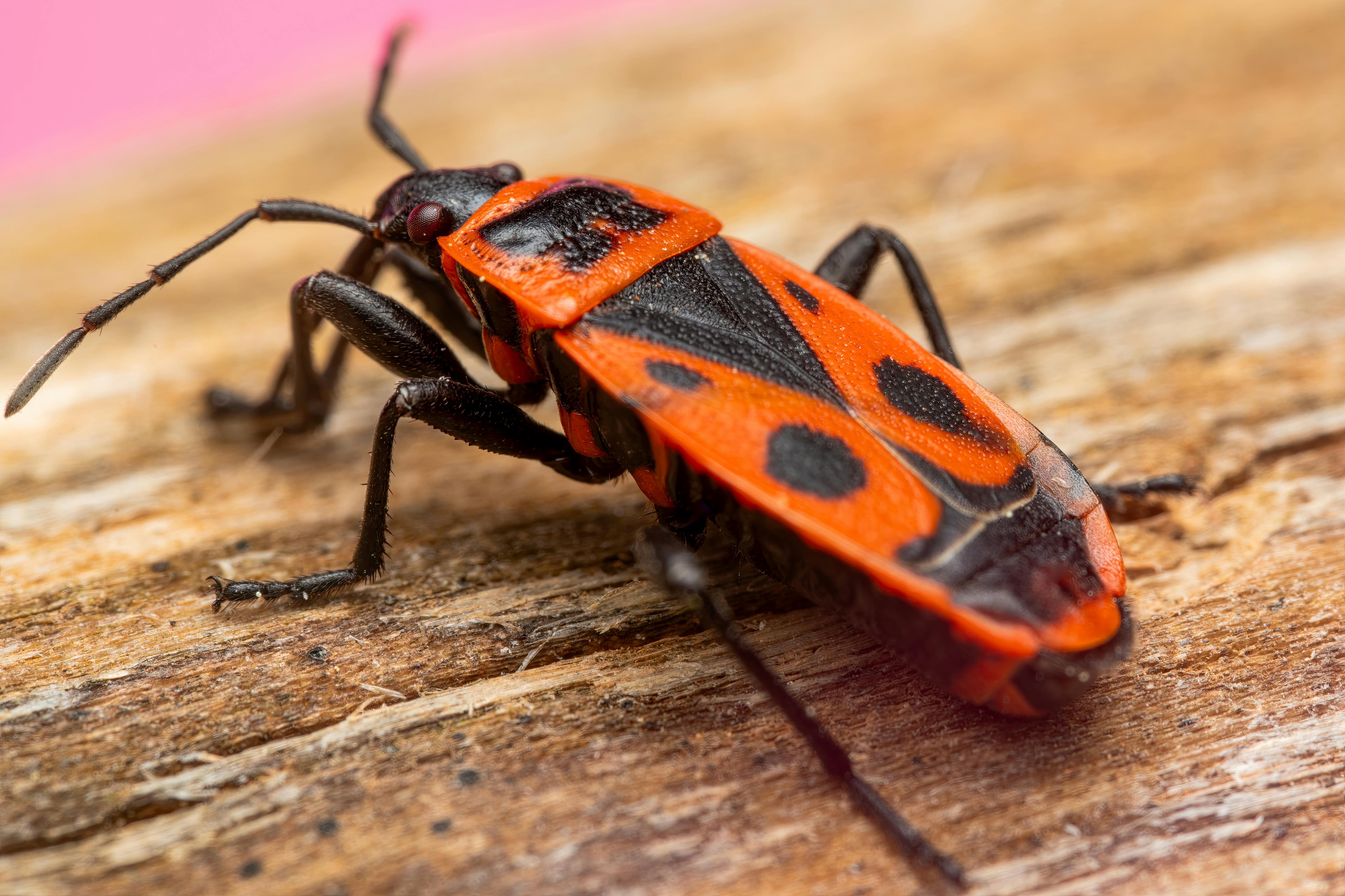 bed bug control tulsa