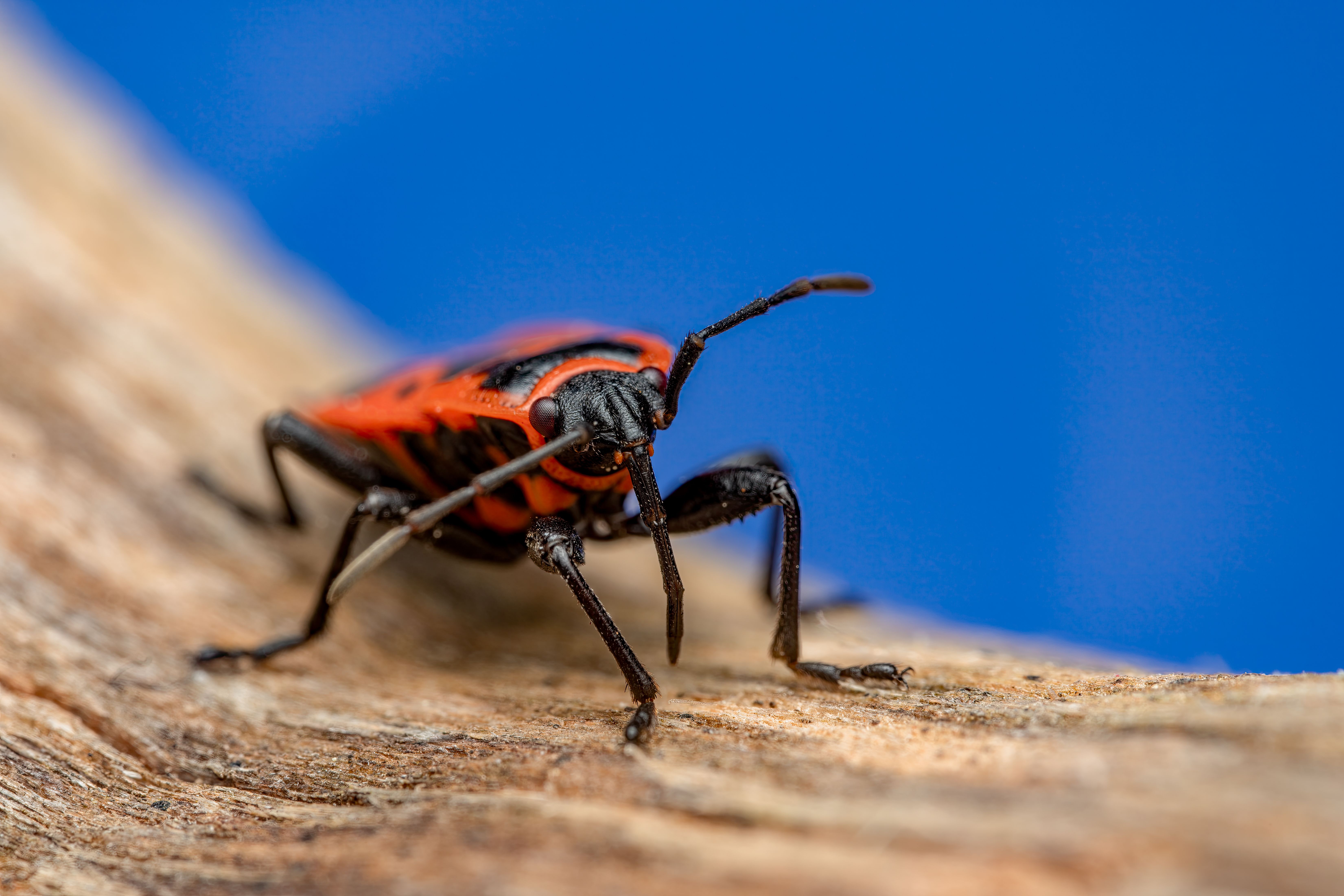Macro photo capturing the vivid details of a Spilostethus pandurus bug with its striking red and black pattern.