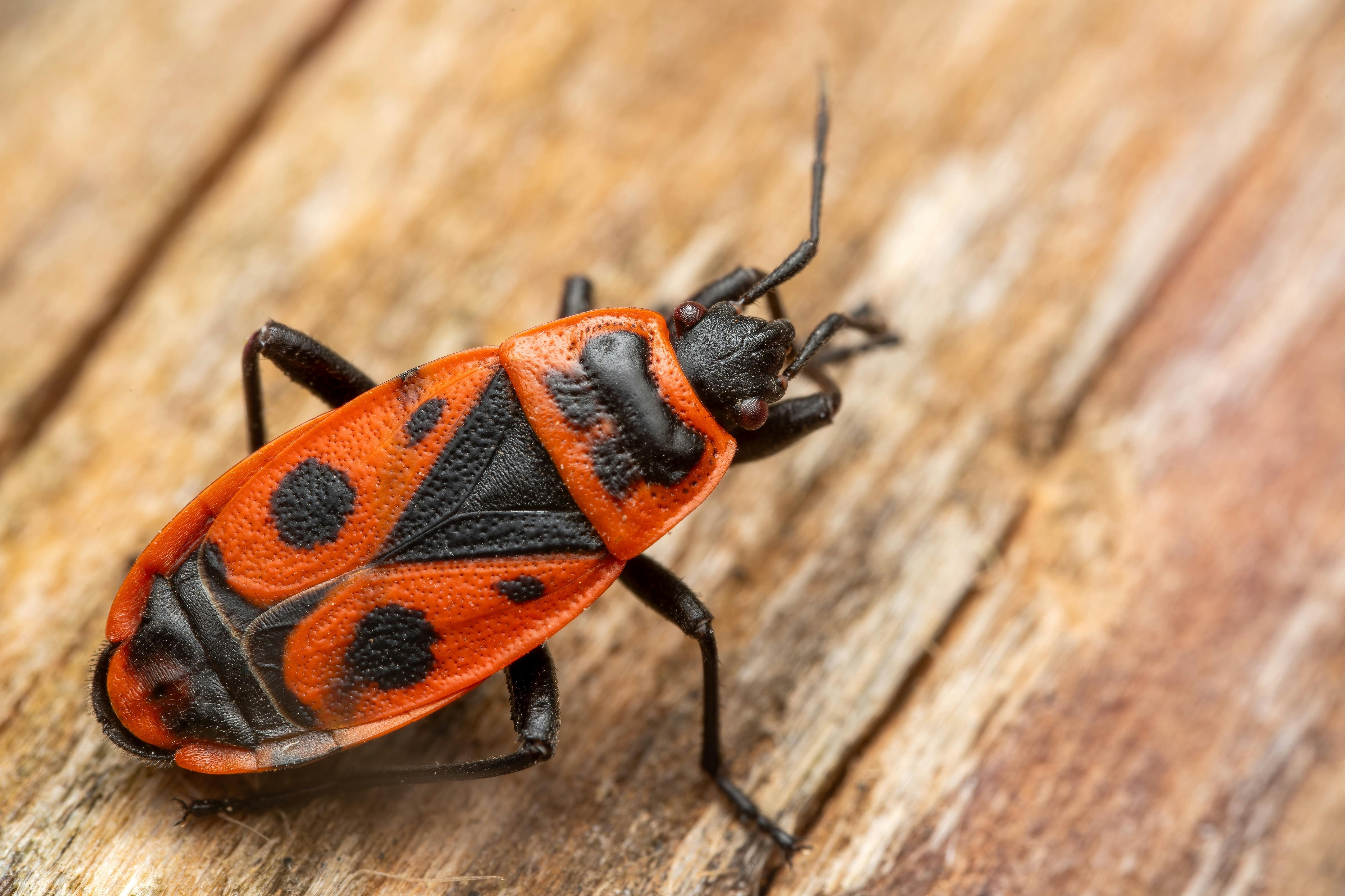 affordable bed bug exterminator