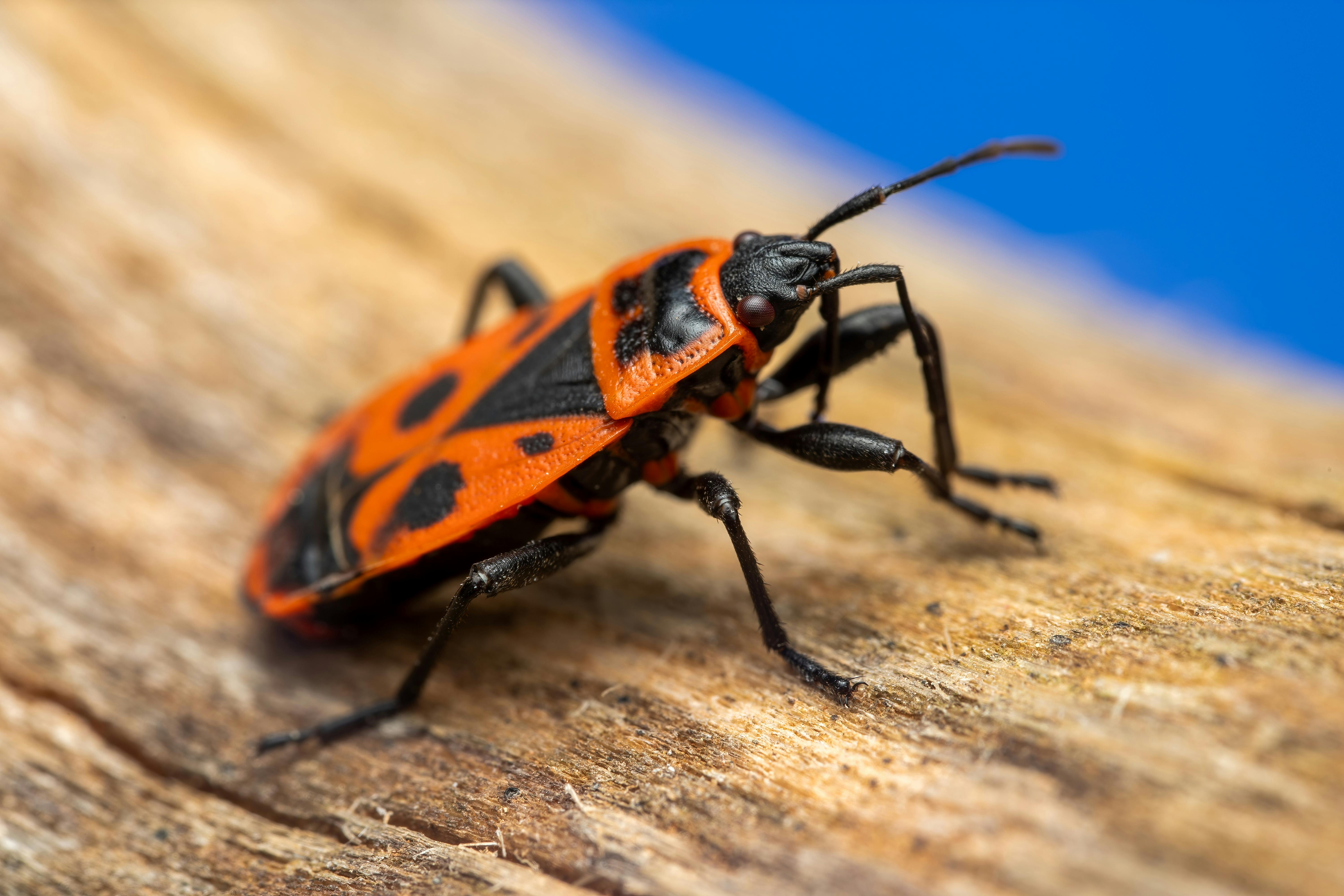 bed bug control near me