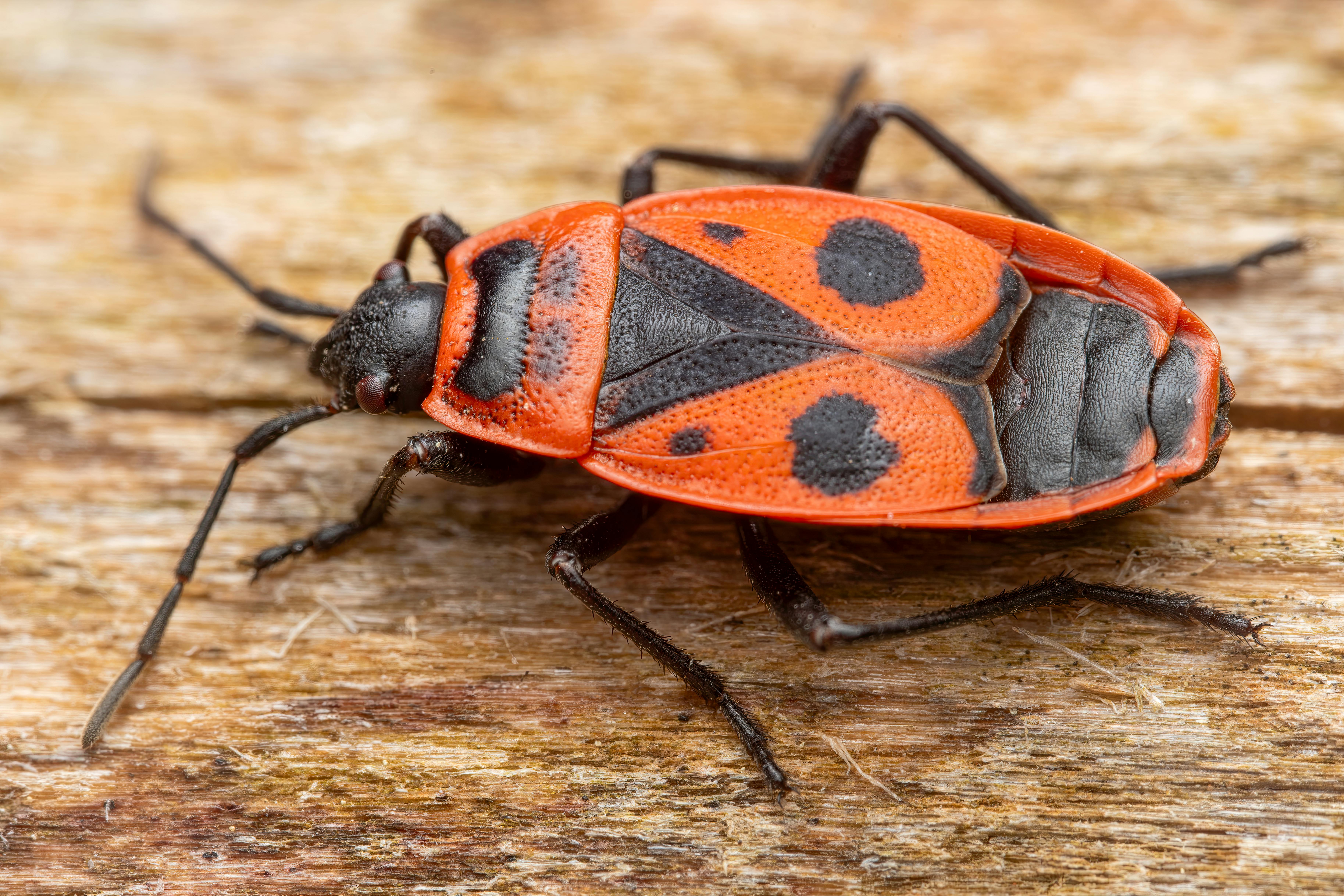 bed bug control tulsa ok