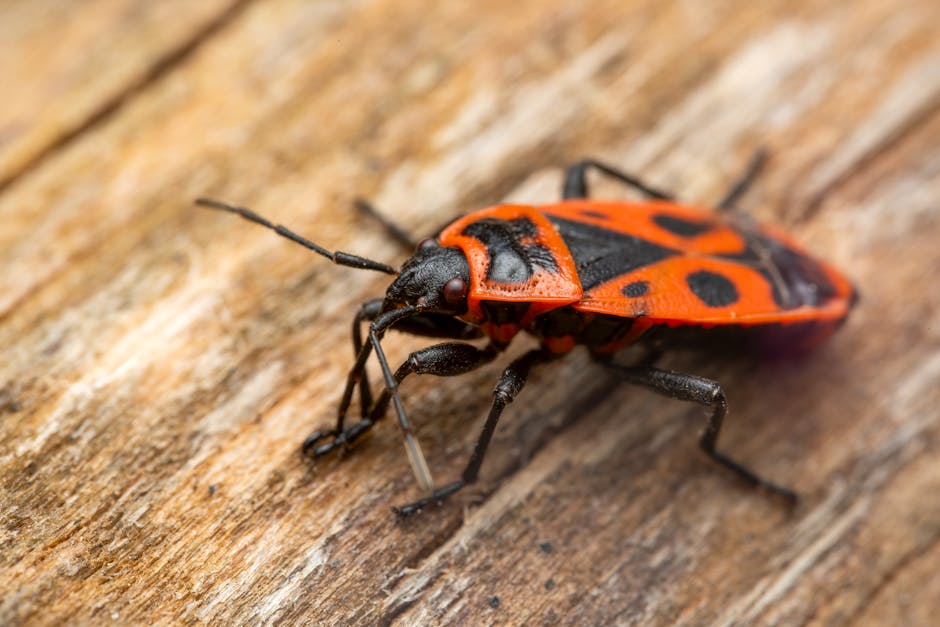 affordable bed bug exterminator