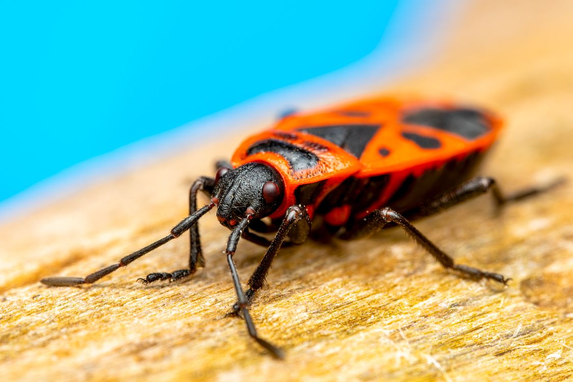 Red Shot Insect Macro Shot of Red and Black Spilostethus pandurus Bug · Free Stock Photo