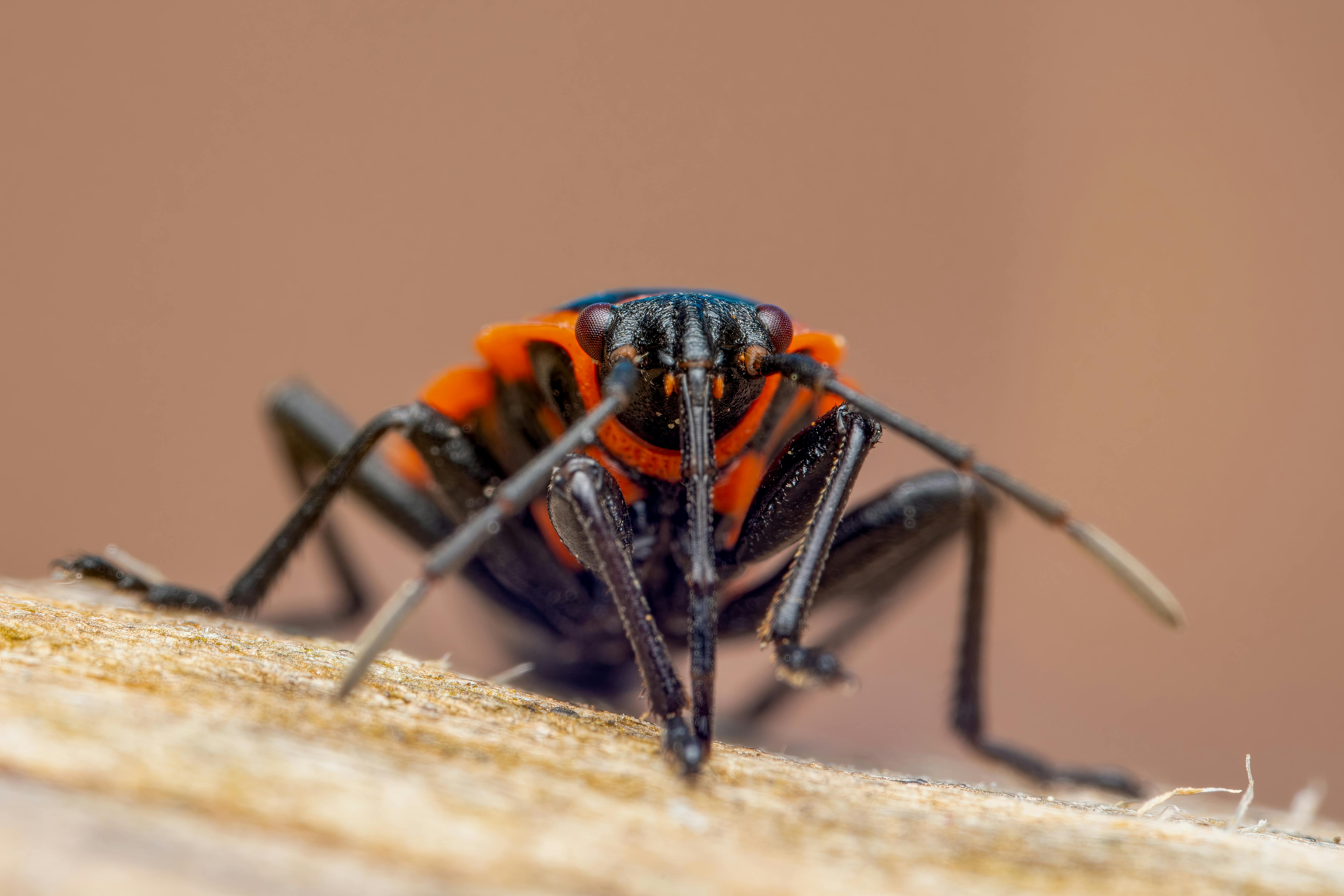 bed bug control tulsa ok