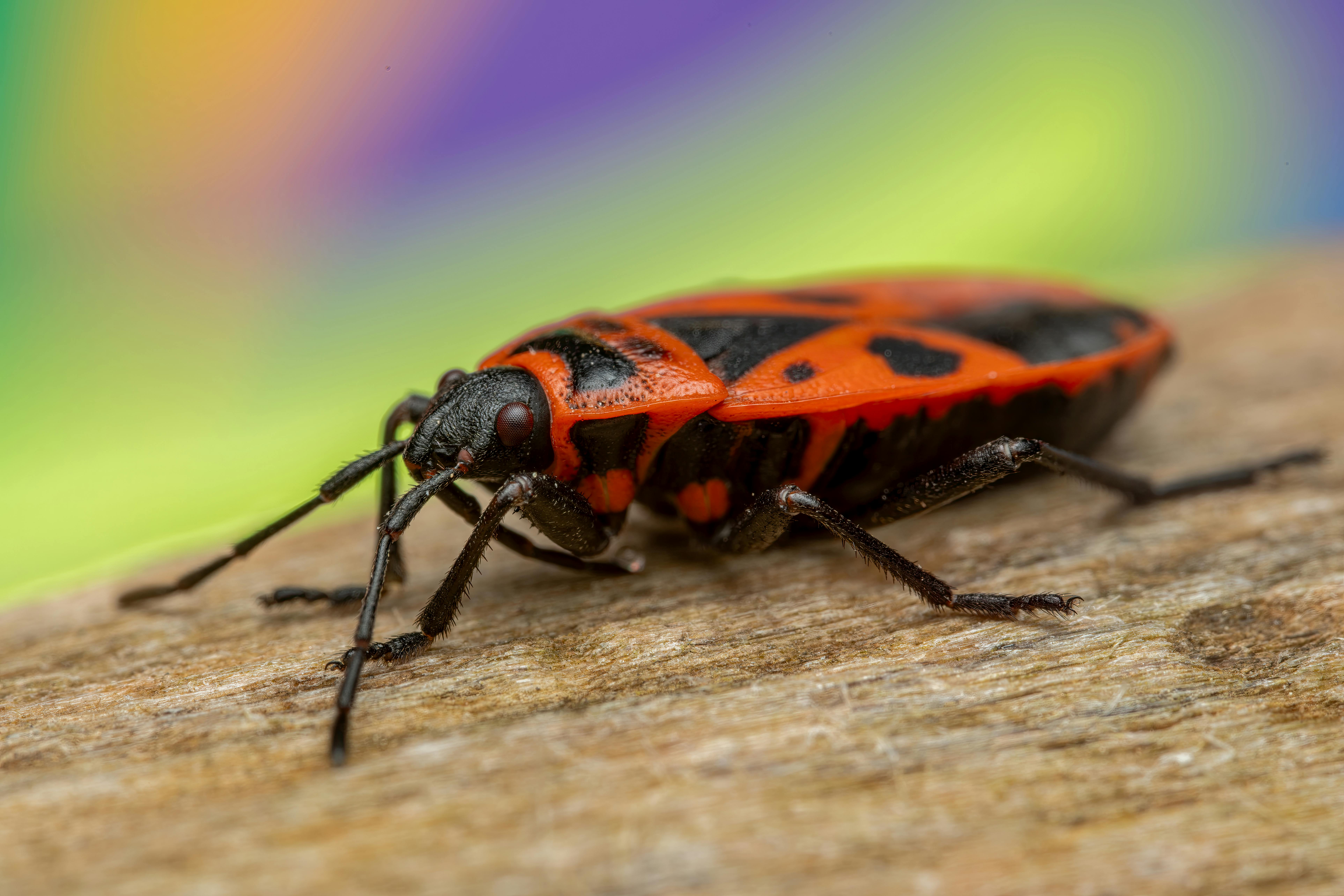 bed bug control tulsa